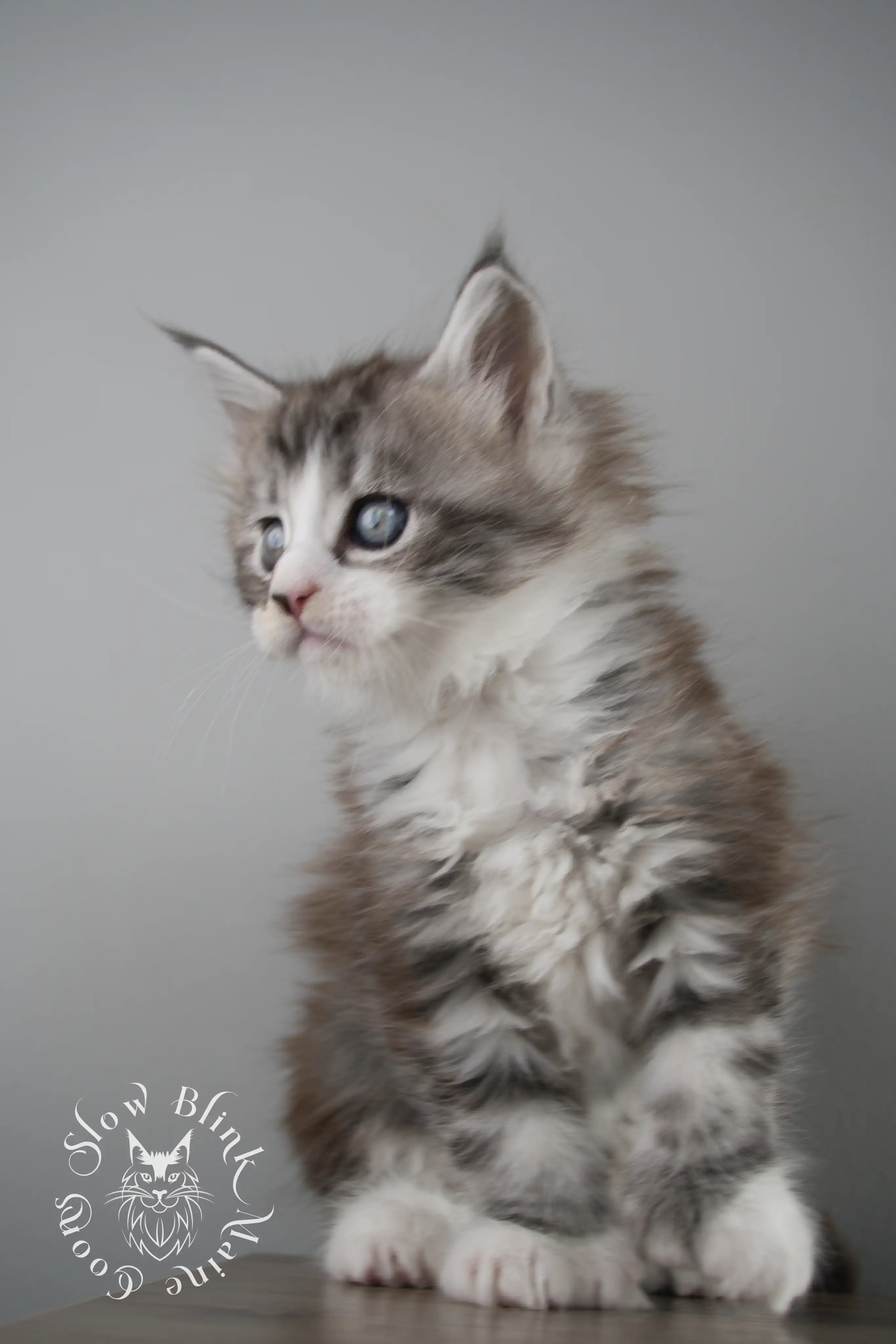 black silver tabby maine coon kitten | ems code ns 22 23 24 25 | slowblinkmainecoons Black Silver Tabby Maine Coon Kittens > black silver tabby maine coon kitten | ems code ns 22 23 24 25 | slowblinkmainecoons | 118