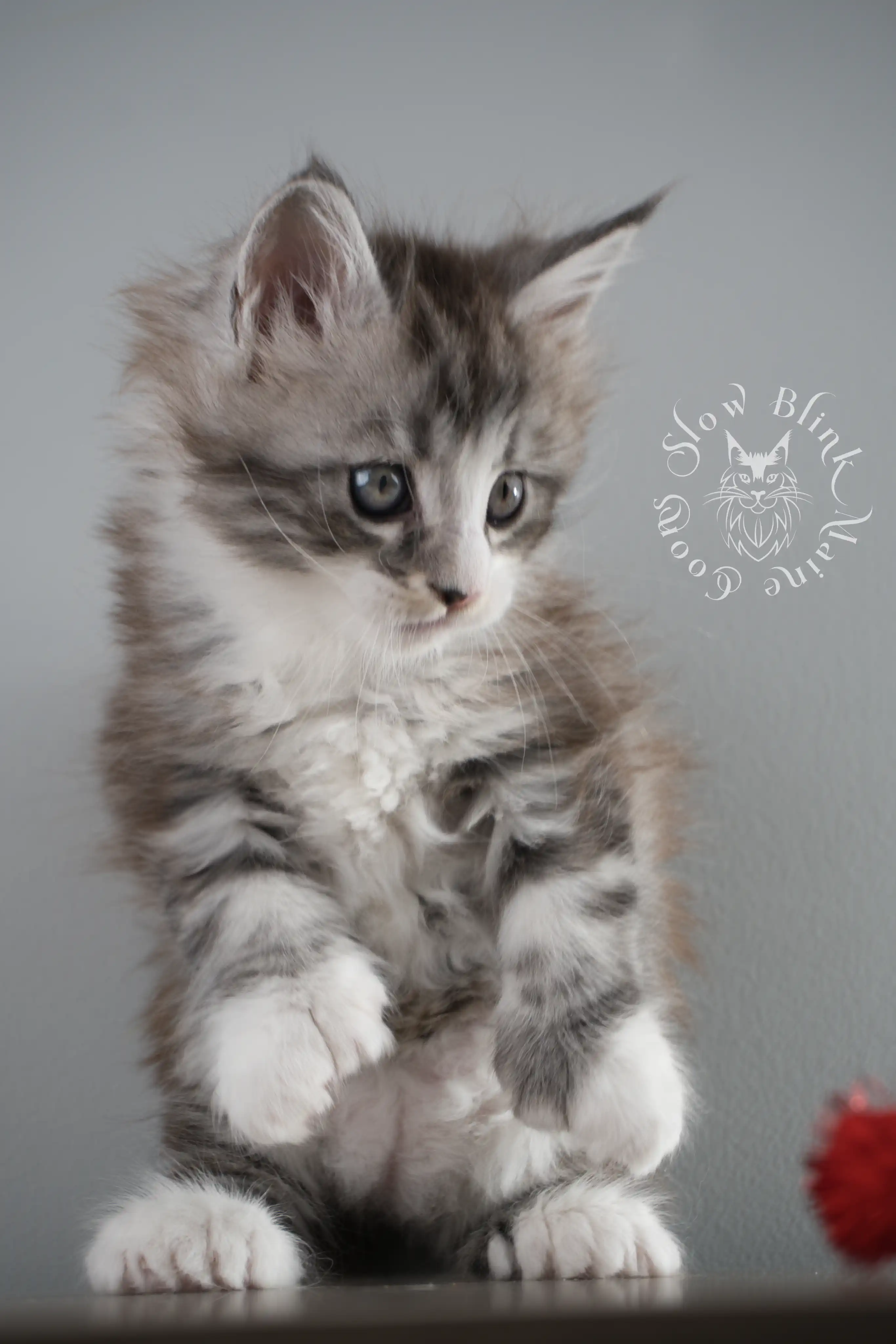 black silver tabby maine coon kitten | ems code ns 22 23 24 25 | slowblinkmainecoons Black Silver Tabby Maine Coon Kittens > black silver tabby maine coon kitten | ems code ns 22 23 24 25 | slowblinkmainecoons | 120