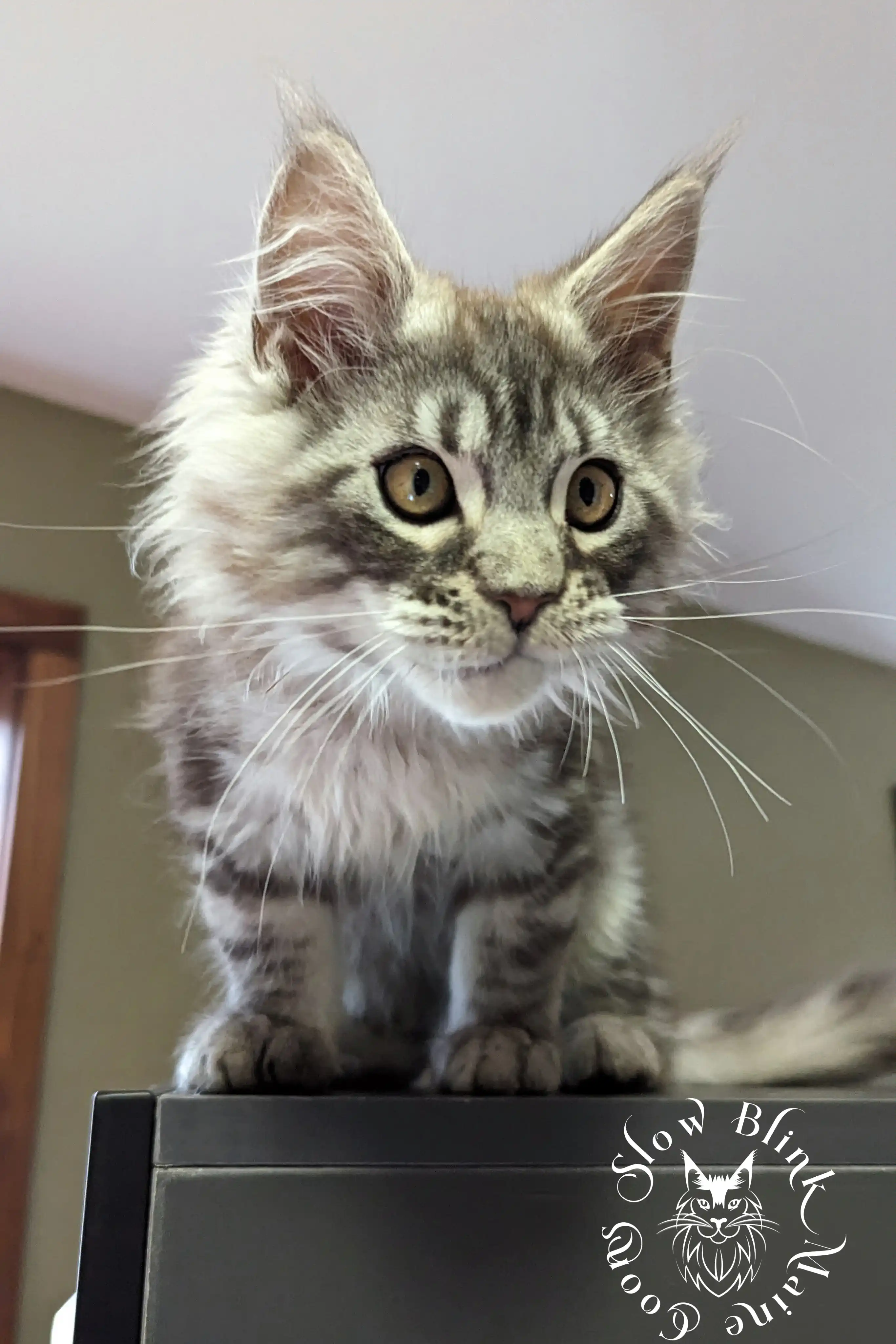 black silver tabby maine coon kitten | ems code ns 22 23 24 25 | slowblinkmainecoons Black Silver Tabby Maine Coon Kittens > black silver tabby maine coon kitten | ems code ns 22 23 24 25 | slowblinkmainecoons | 153
