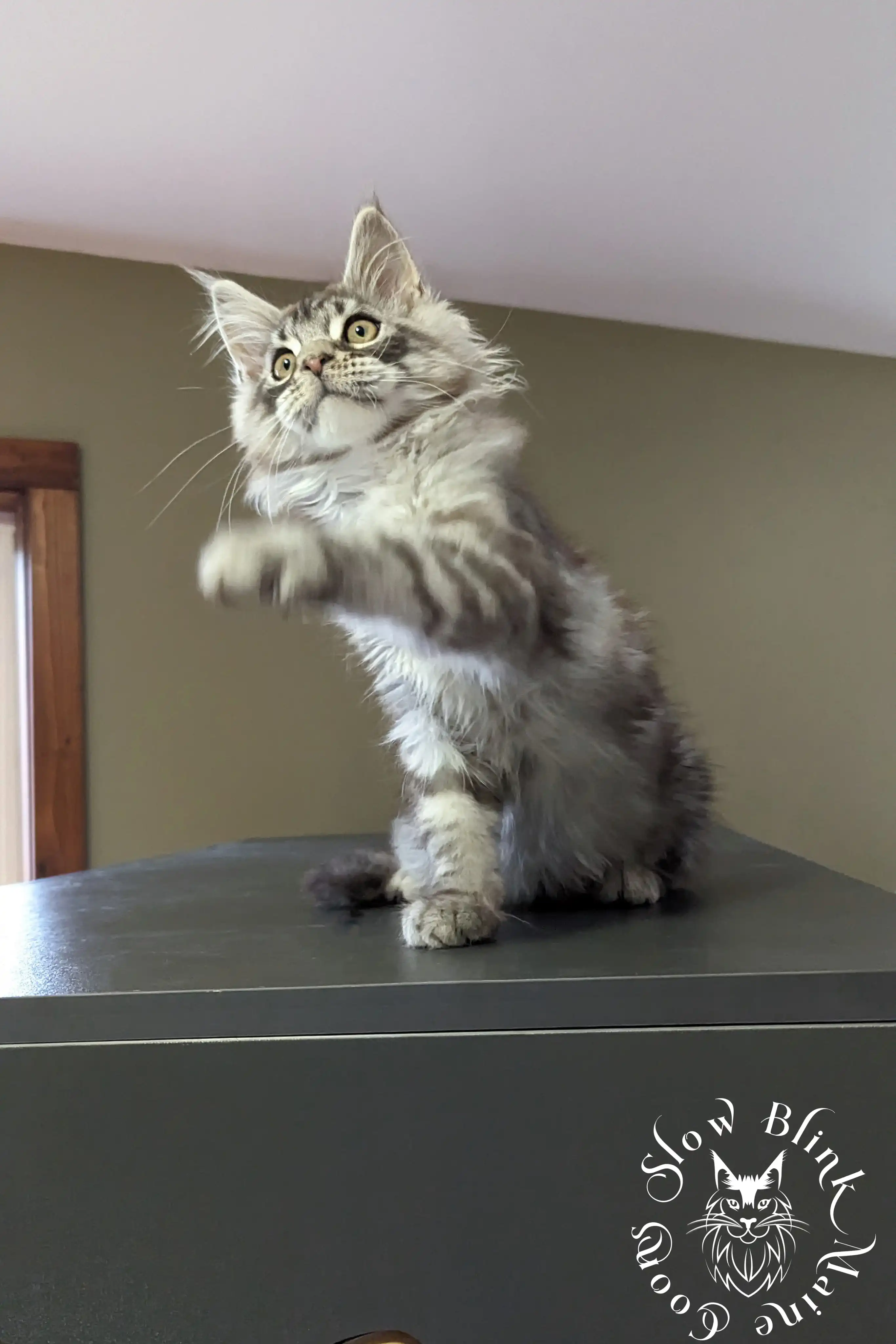 black silver tabby maine coon kitten | ems code ns 22 23 24 25 | slowblinkmainecoons Black Silver Tabby Maine Coon Kittens > black silver tabby maine coon kitten | ems code ns 22 23 24 25 | slowblinkmainecoons | 154