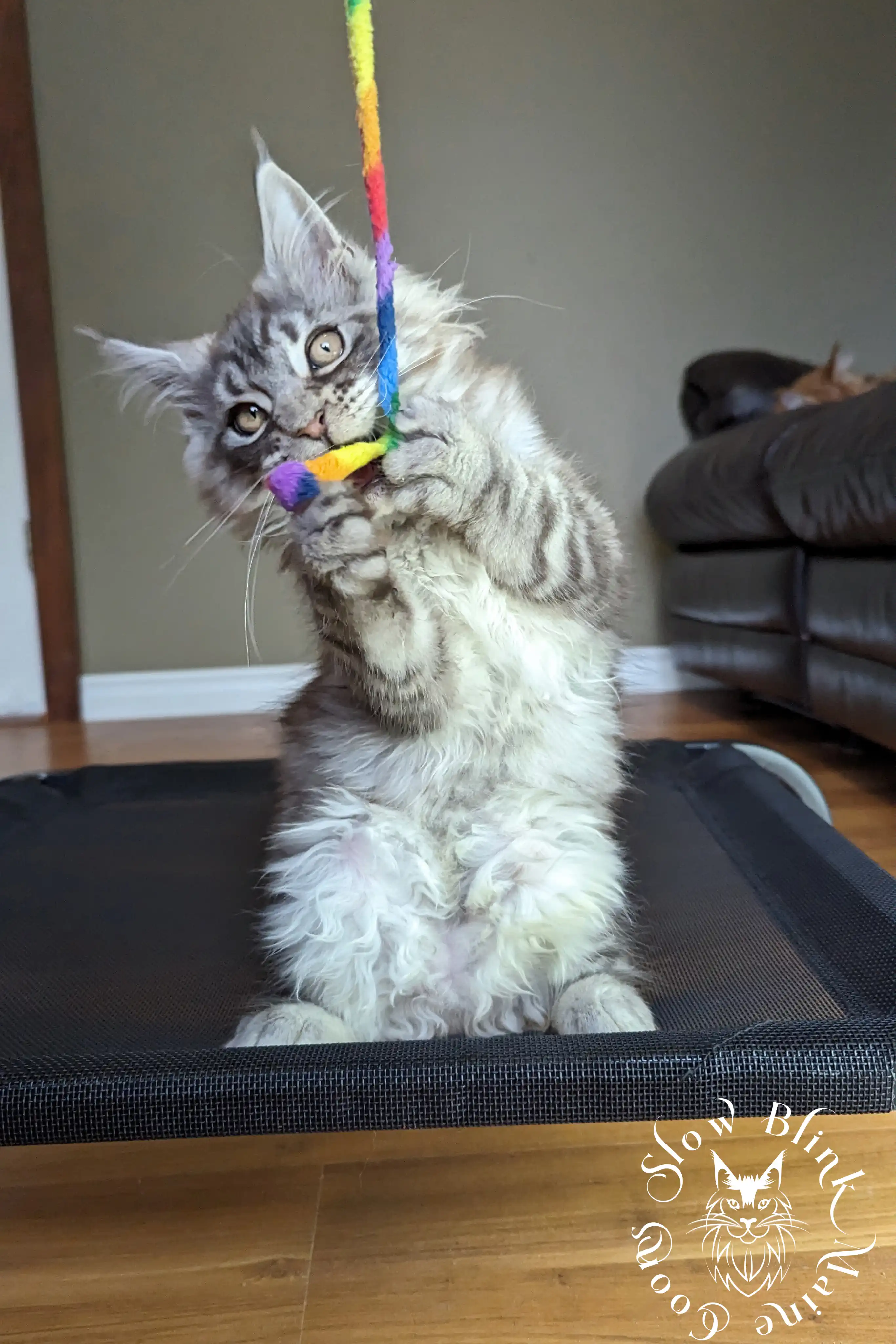 black silver tabby maine coon kitten | ems code ns 22 23 24 25 | slowblinkmainecoons Black Silver Tabby Maine Coon Kittens > black silver tabby maine coon kitten | ems code ns 22 23 24 25 | slowblinkmainecoons | 156