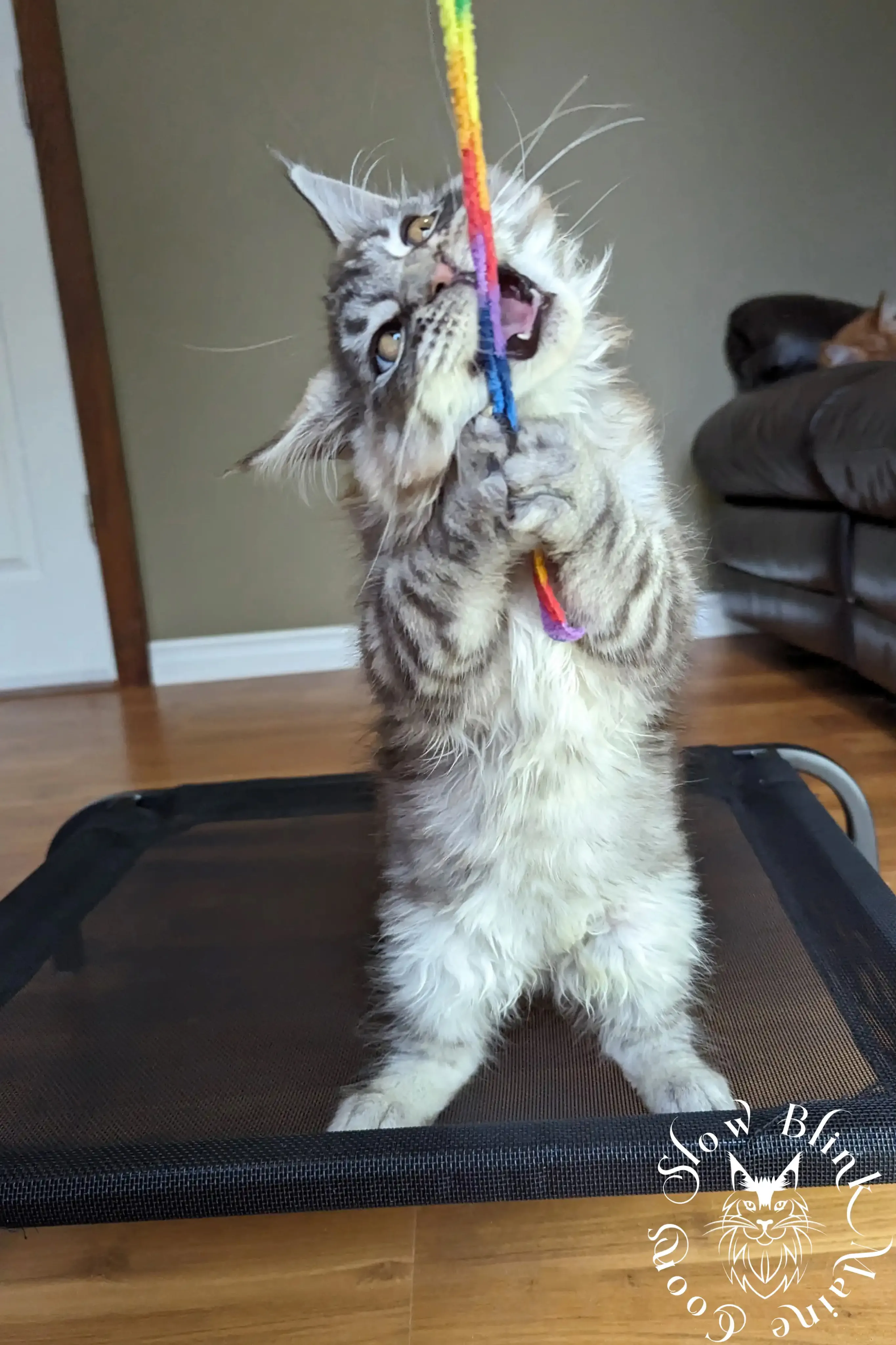 black silver tabby maine coon kitten | ems code ns 22 23 24 25 | slowblinkmainecoons Black Silver Tabby Maine Coon Kittens > black silver tabby maine coon kitten | ems code ns 22 23 24 25 | slowblinkmainecoons | 157