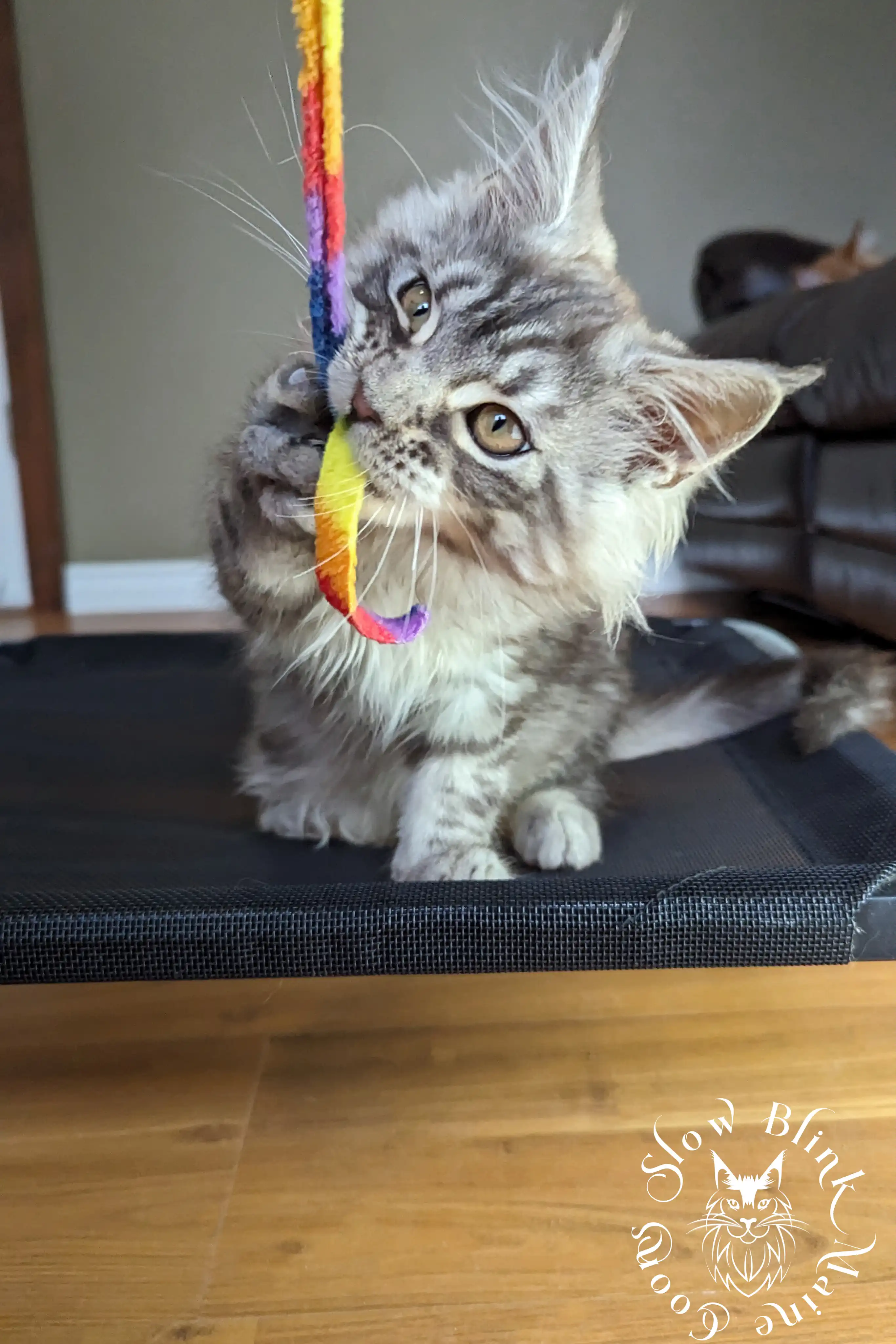 black silver tabby maine coon kitten | ems code ns 22 23 24 25 | slowblinkmainecoons Black Silver Tabby Maine Coon Kittens > black silver tabby maine coon kitten | ems code ns 22 23 24 25 | slowblinkmainecoons | 158