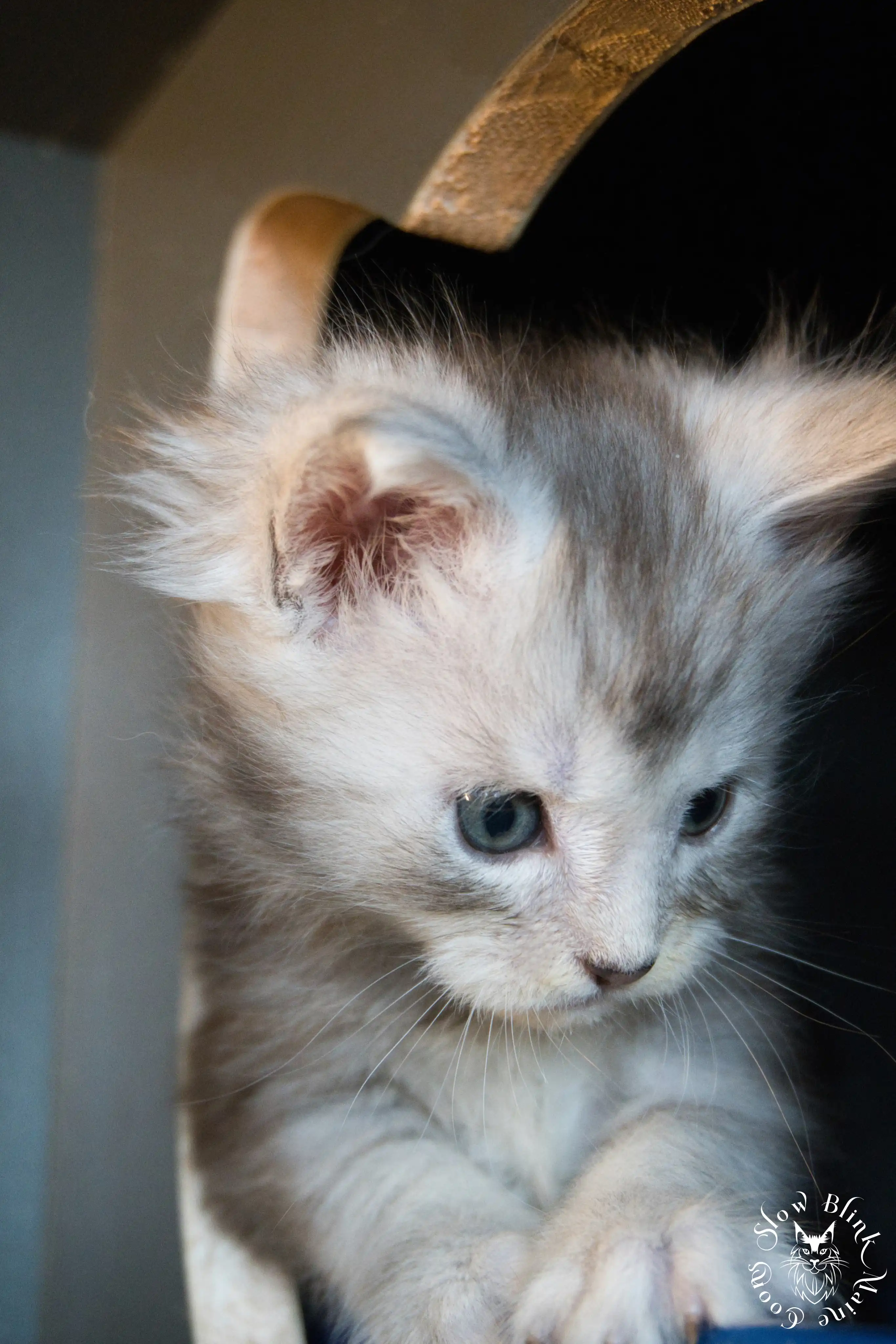 black silver tabby maine coon kitten | ems code ns 22 23 24 25 | slowblinkmainecoons Black Silver Tabby Maine Coon Kittens > black silver tabby maine coon kitten | ems code ns 22 23 24 25 | slowblinkmainecoons | 264