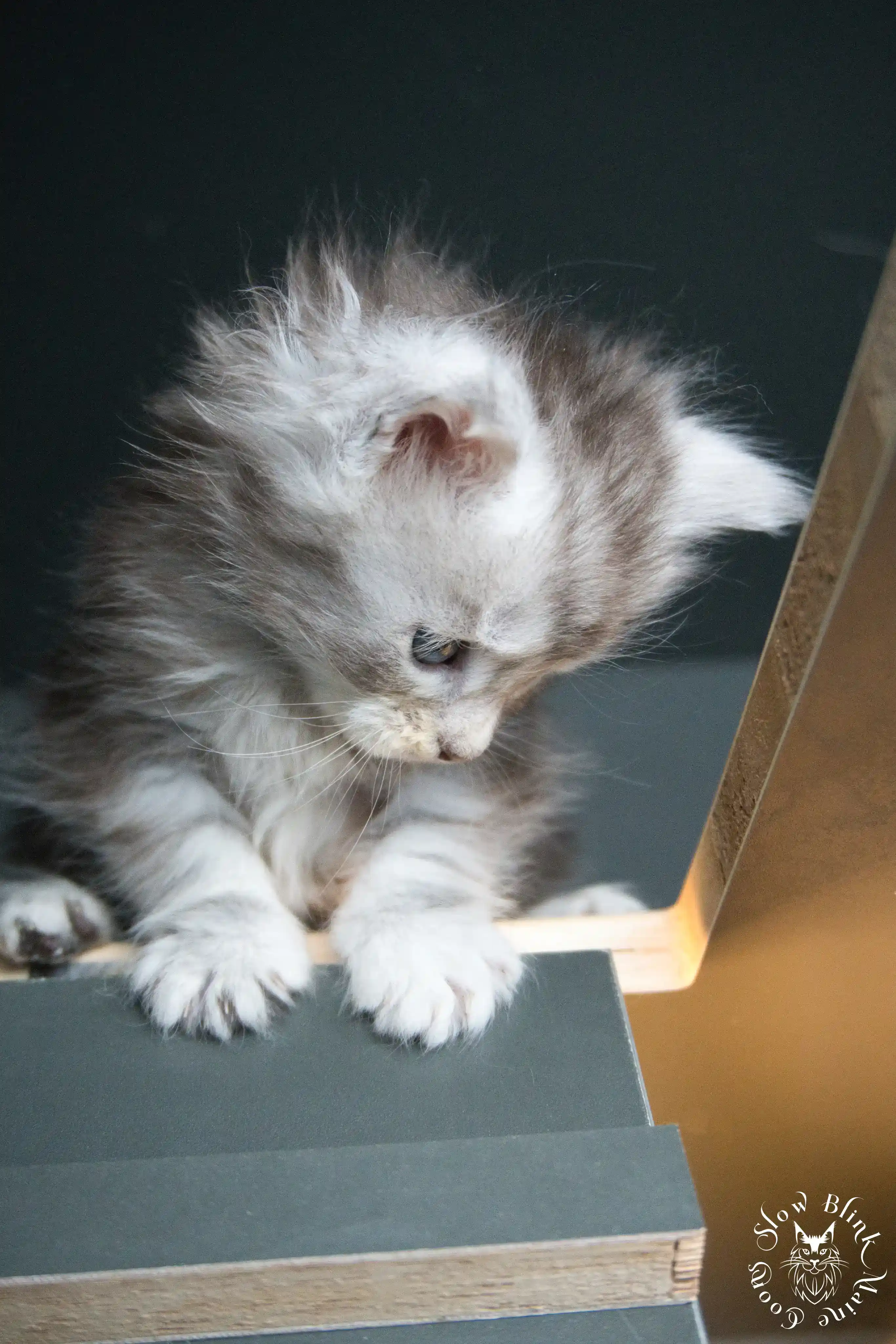 black silver tabby maine coon kitten | ems code ns 22 23 24 25 | slowblinkmainecoons Black Silver Tabby Maine Coon Kittens > black silver tabby maine coon kitten | ems code ns 22 23 24 25 | slowblinkmainecoons | 267