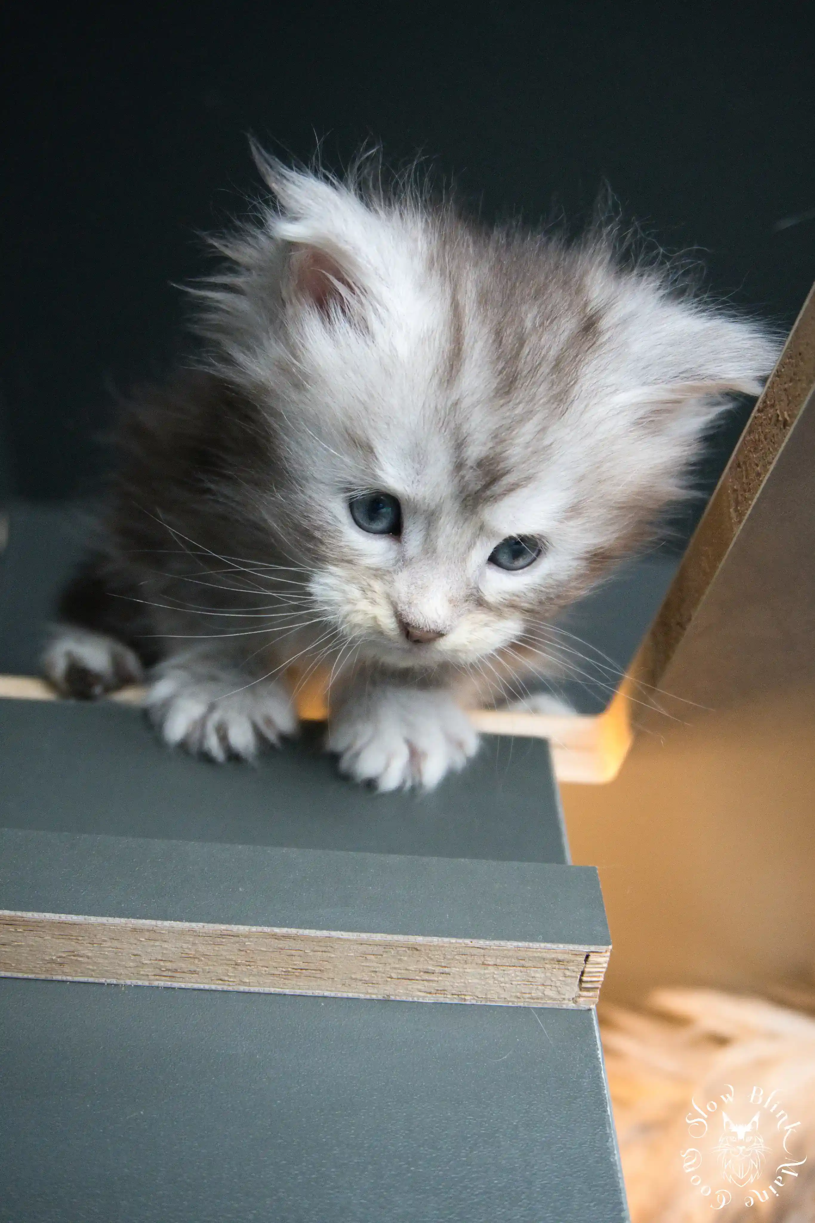 black silver tabby maine coon kitten | ems code ns 22 23 24 25 | slowblinkmainecoons Black Silver Tabby Maine Coon Kittens > black silver tabby maine coon kitten | ems code ns 22 23 24 25 | slowblinkmainecoons | 268