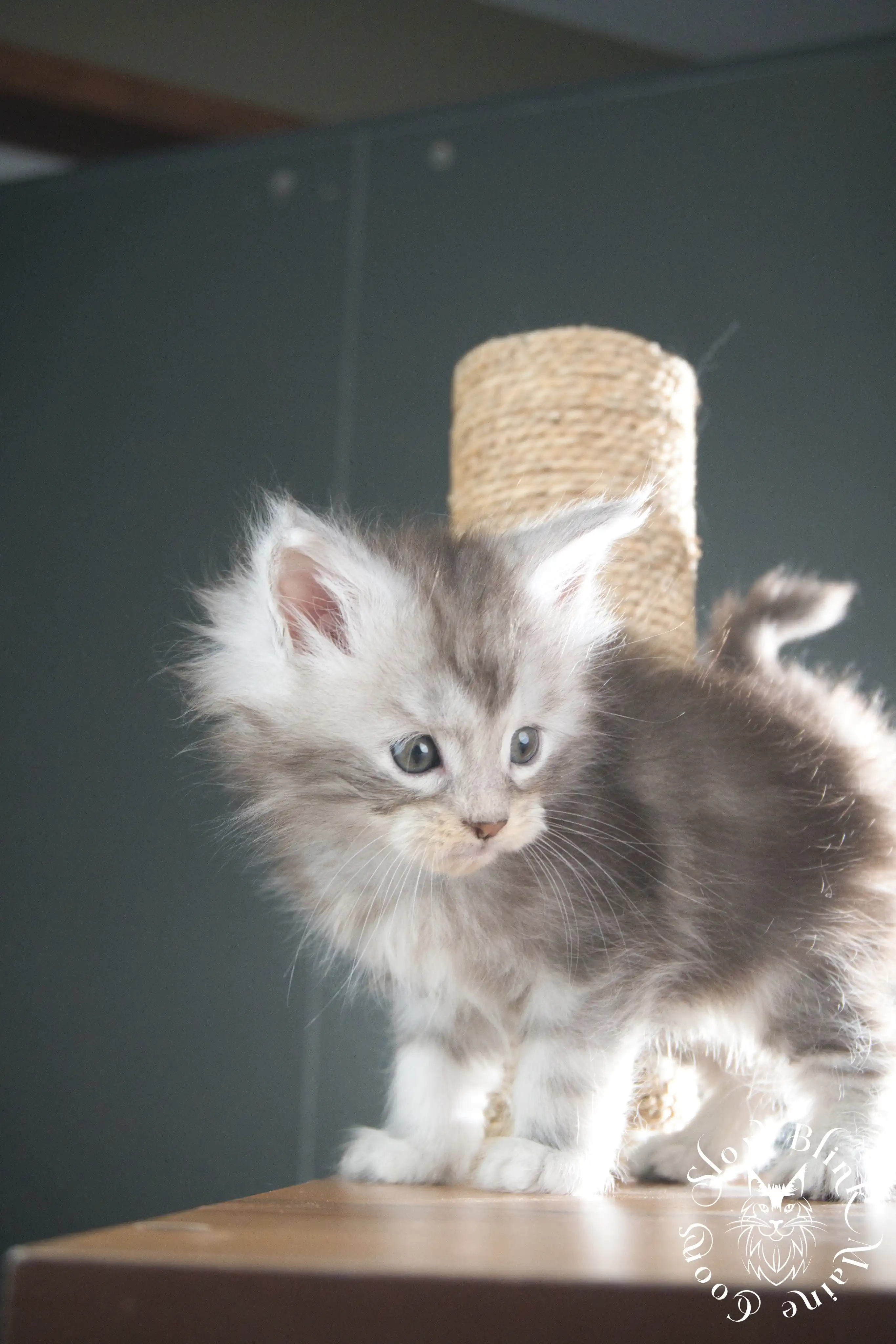 black silver tabby maine coon kitten | ems code ns 22 23 24 25 | slowblinkmainecoons Black Silver Tabby Maine Coon Kittens > black silver tabby maine coon kitten | ems code ns 22 23 24 25 | slowblinkmainecoons | 313
