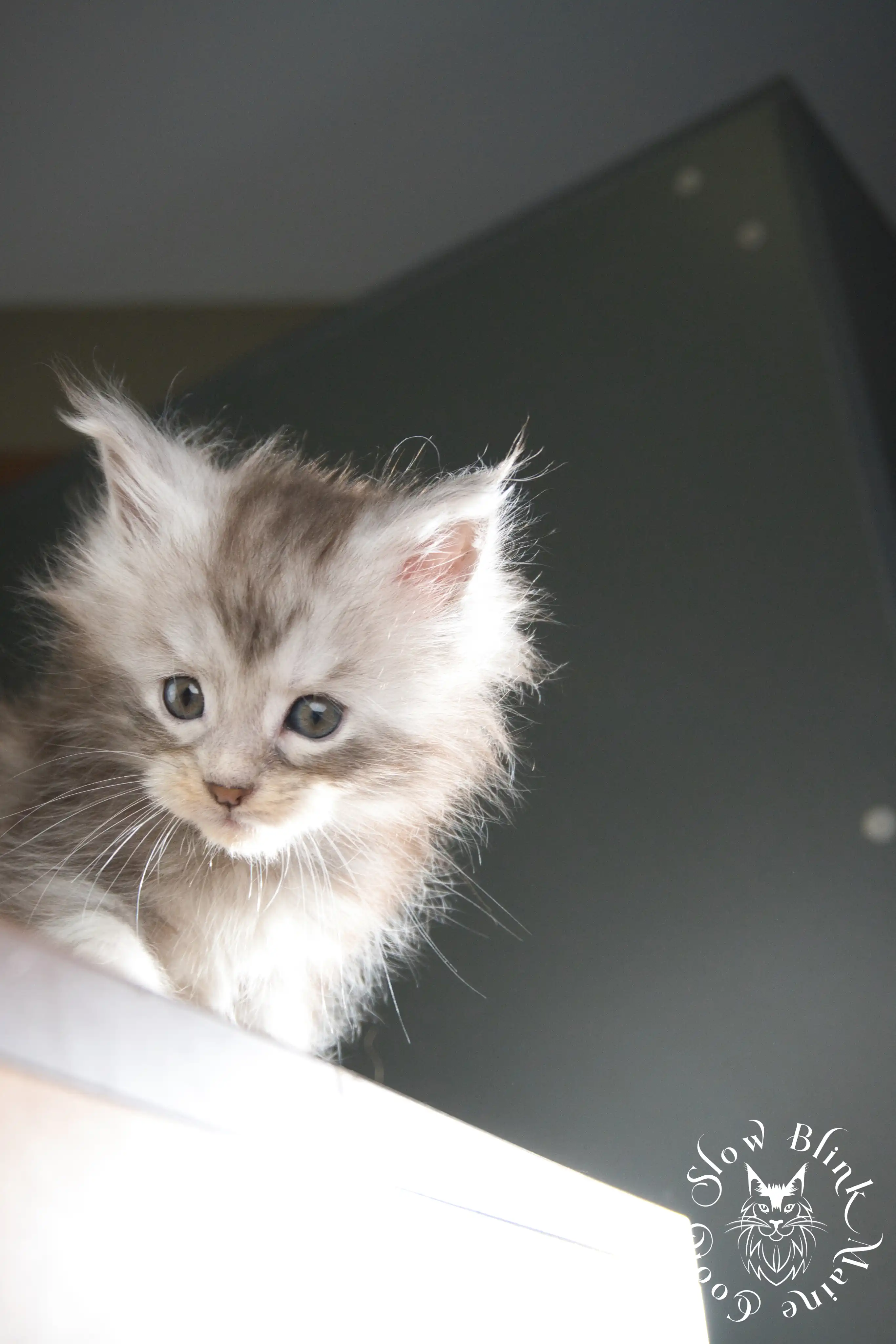 black silver tabby maine coon kitten | ems code ns 22 23 24 25 | slowblinkmainecoons Black Silver Tabby Maine Coon Kittens > black silver tabby maine coon kitten | ems code ns 22 23 24 25 | slowblinkmainecoons | 336