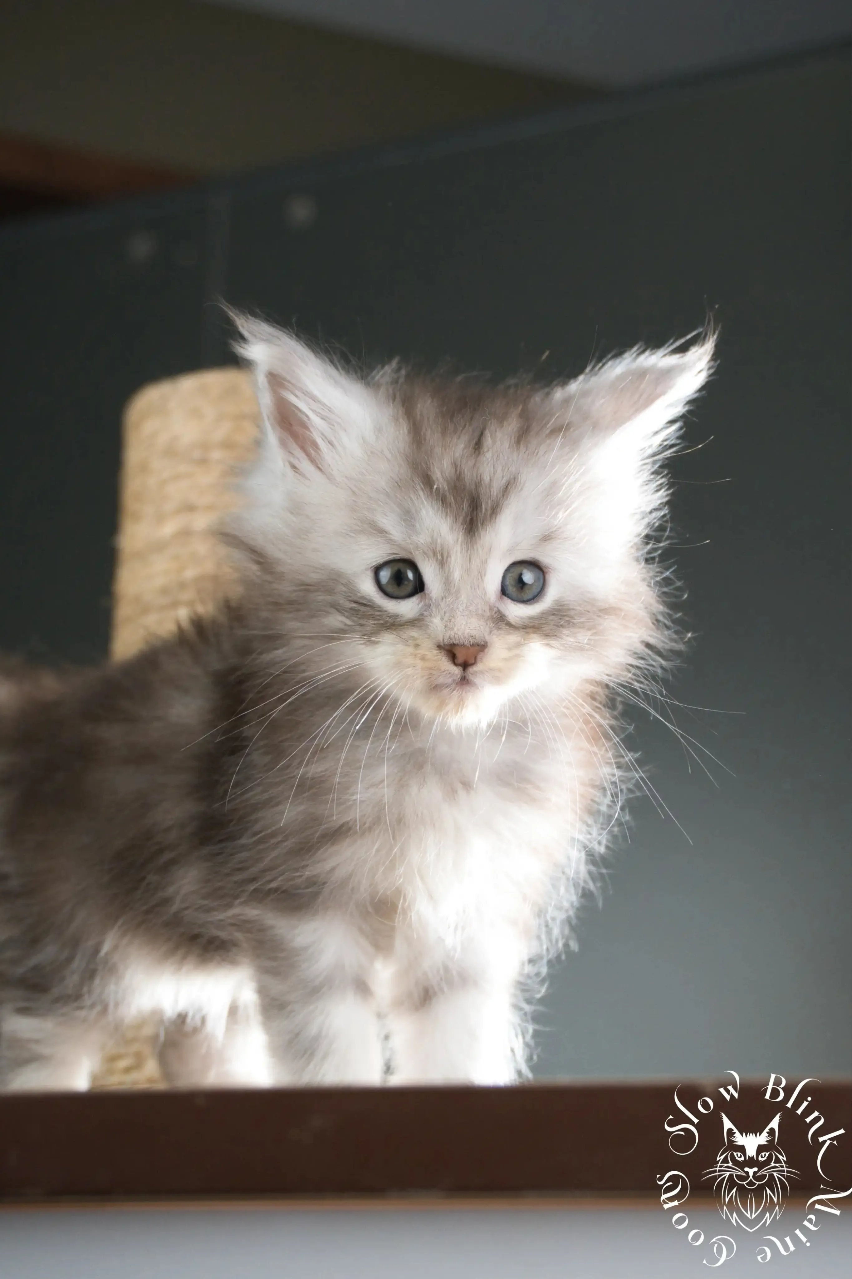 black silver tabby maine coon kitten | ems code ns 22 23 24 25 | slowblinkmainecoons Black Silver Tabby Maine Coon Kittens > black silver tabby maine coon kitten | ems code ns 22 23 24 25 | slowblinkmainecoons | 338