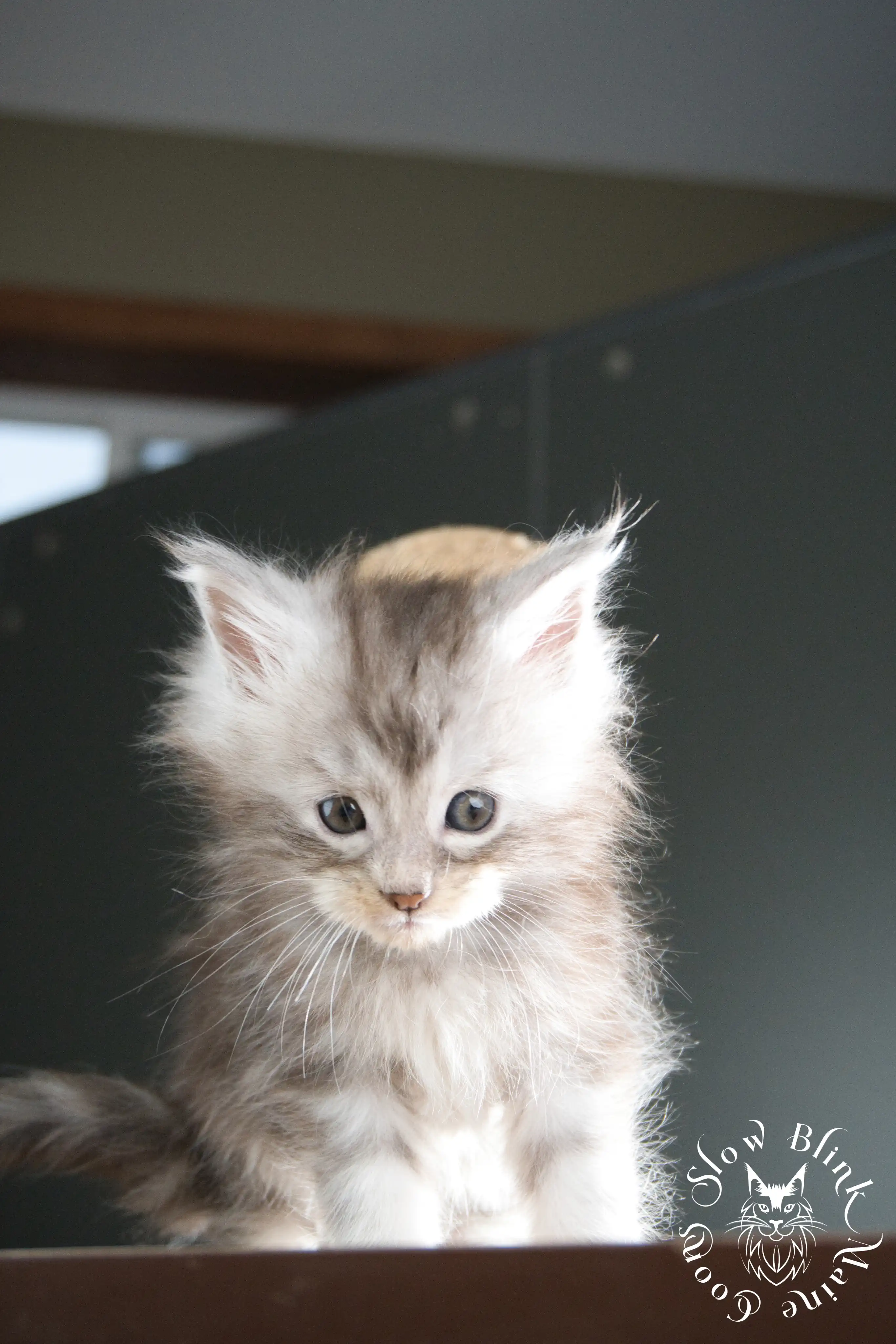 black silver tabby maine coon kitten | ems code ns 22 23 24 25 | slowblinkmainecoons Black Silver Tabby Maine Coon Kittens > black silver tabby maine coon kitten | ems code ns 22 23 24 25 | slowblinkmainecoons | 339
