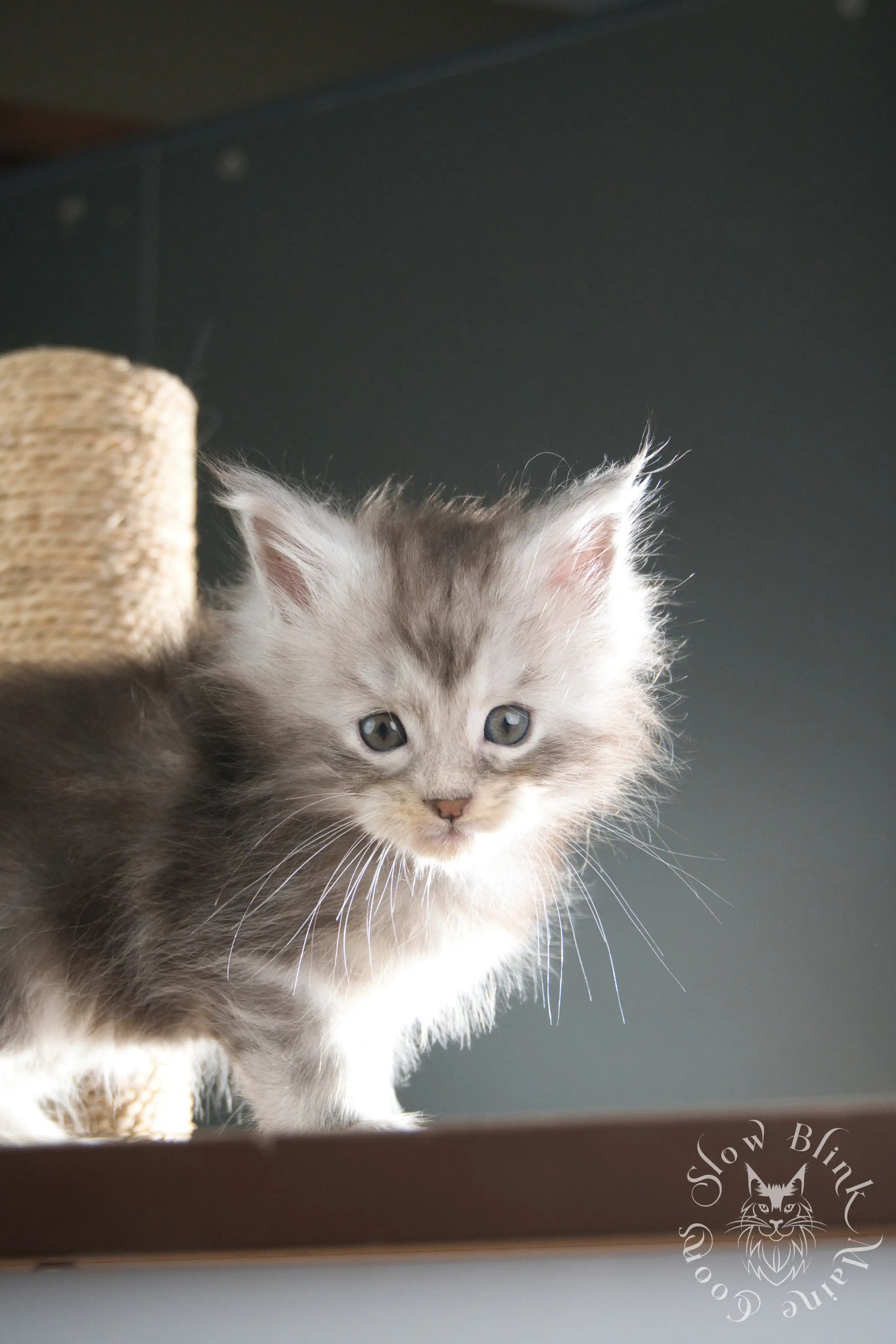 black silver tabby maine coon kitten | ems code ns 22 23 24 25 | slowblinkmainecoons Black Silver Tabby Maine Coon Kittens > black silver tabby maine coon kitten | ems code ns 22 23 24 25 | slowblinkmainecoons | 340