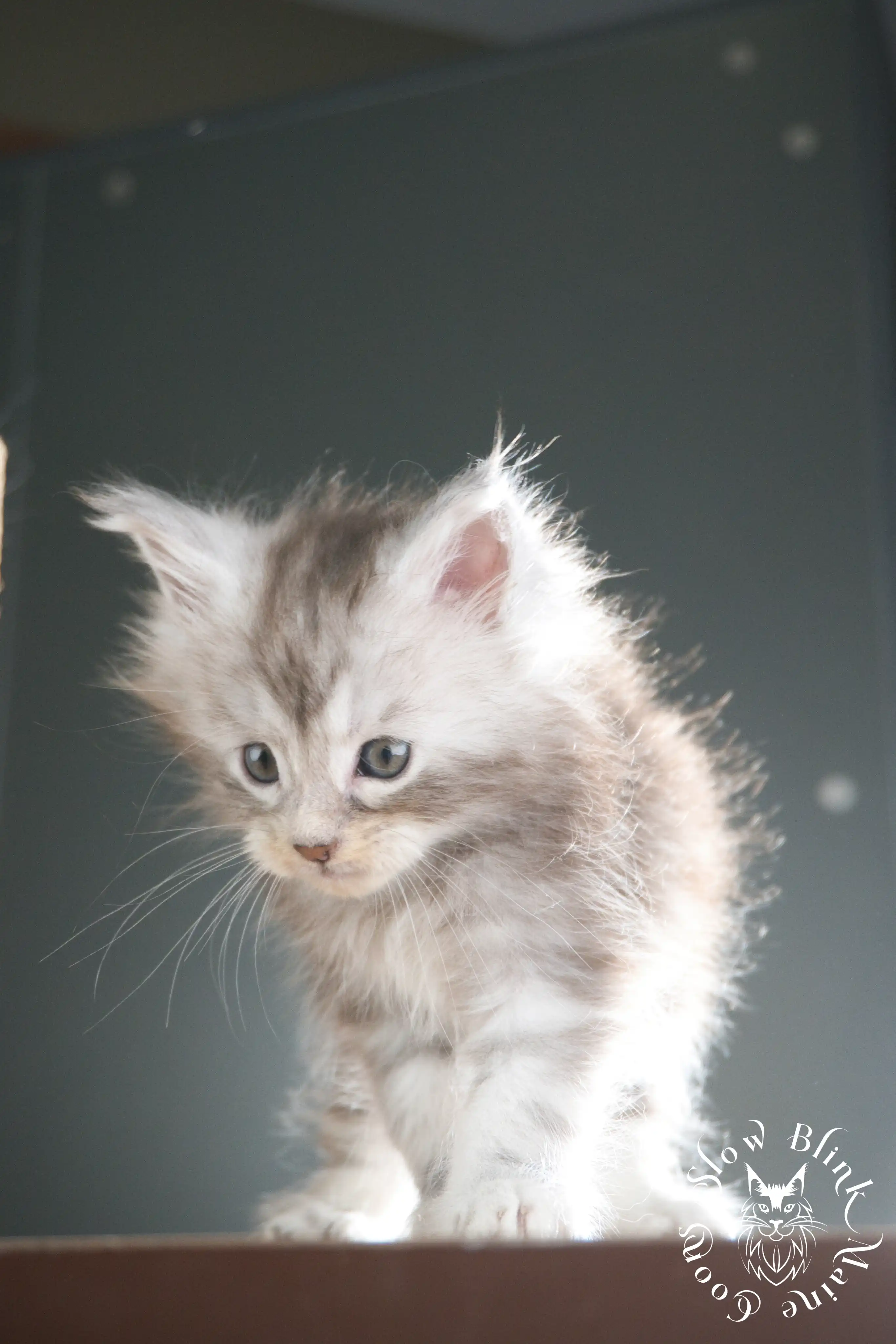 black silver tabby maine coon kitten | ems code ns 22 23 24 25 | slowblinkmainecoons Black Silver Tabby Maine Coon Kittens > black silver tabby maine coon kitten | ems code ns 22 23 24 25 | slowblinkmainecoons | 341