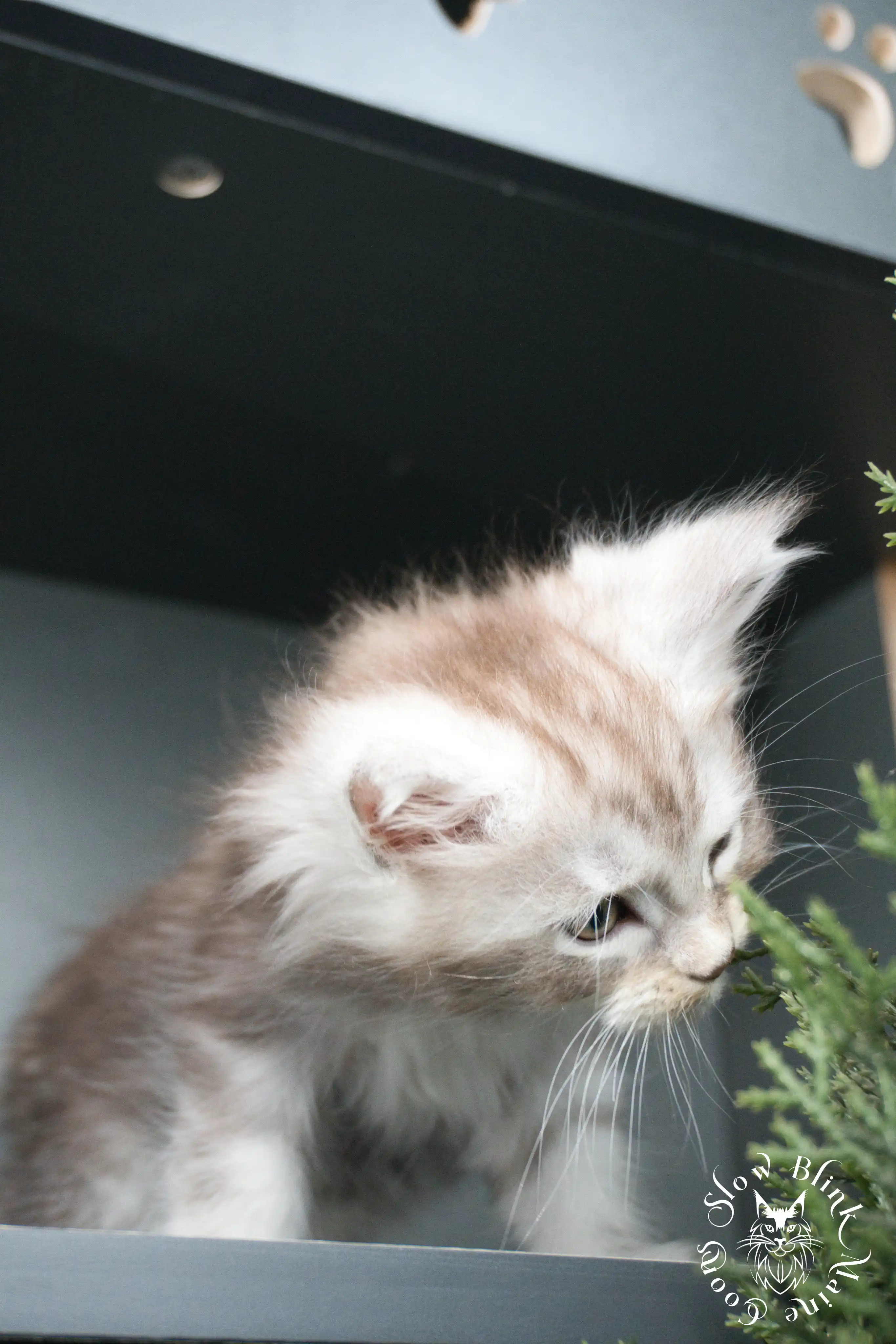 black silver tabby maine coon kitten | ems code ns 22 23 24 25 | slowblinkmainecoons Black Silver Tabby Maine Coon Kittens > black silver tabby maine coon kitten | ems code ns 22 23 24 25 | slowblinkmainecoons | 404