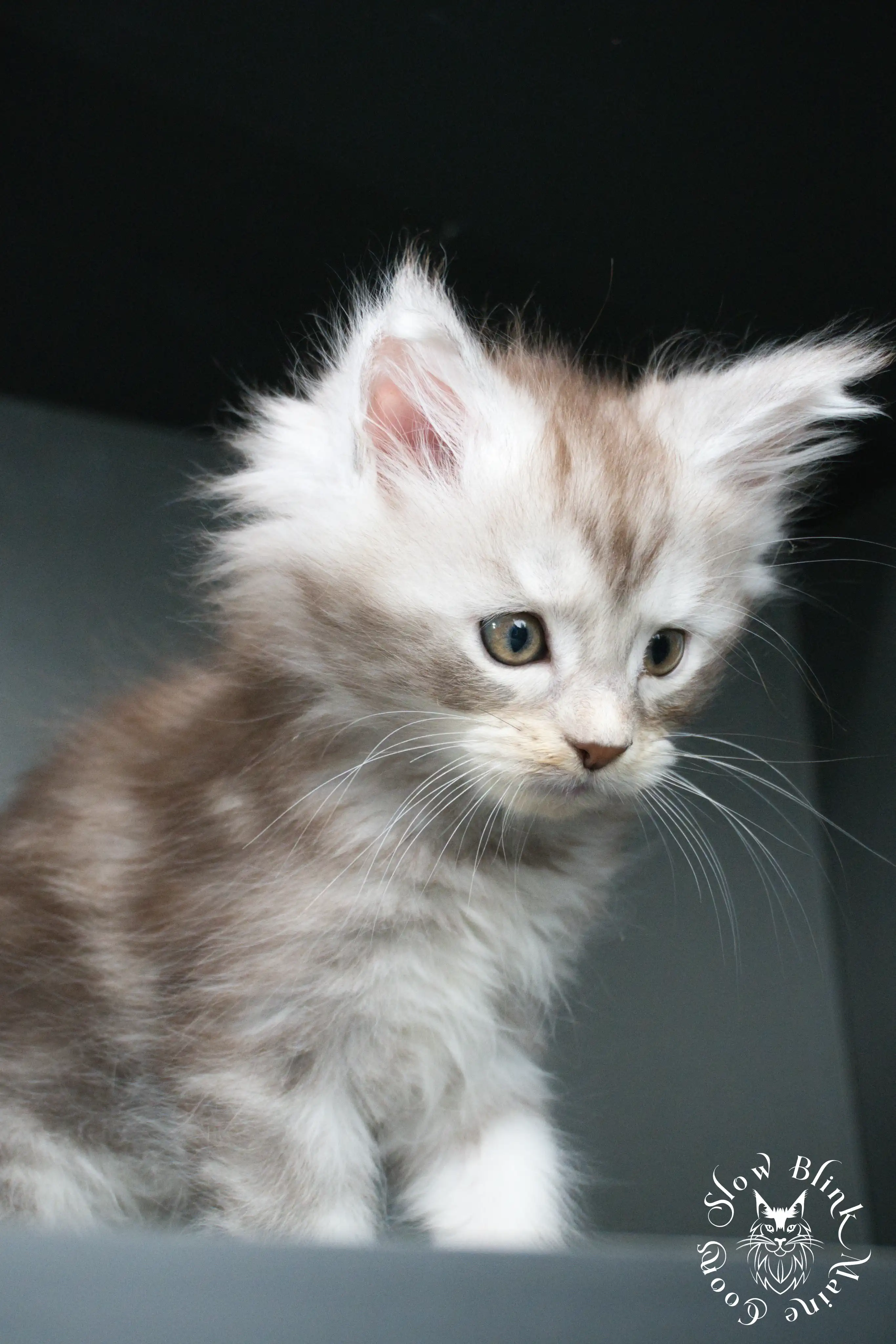 black silver tabby maine coon kitten | ems code ns 22 23 24 25 | slowblinkmainecoons Black Silver Tabby Maine Coon Kittens > black silver tabby maine coon kitten | ems code ns 22 23 24 25 | slowblinkmainecoons | 406