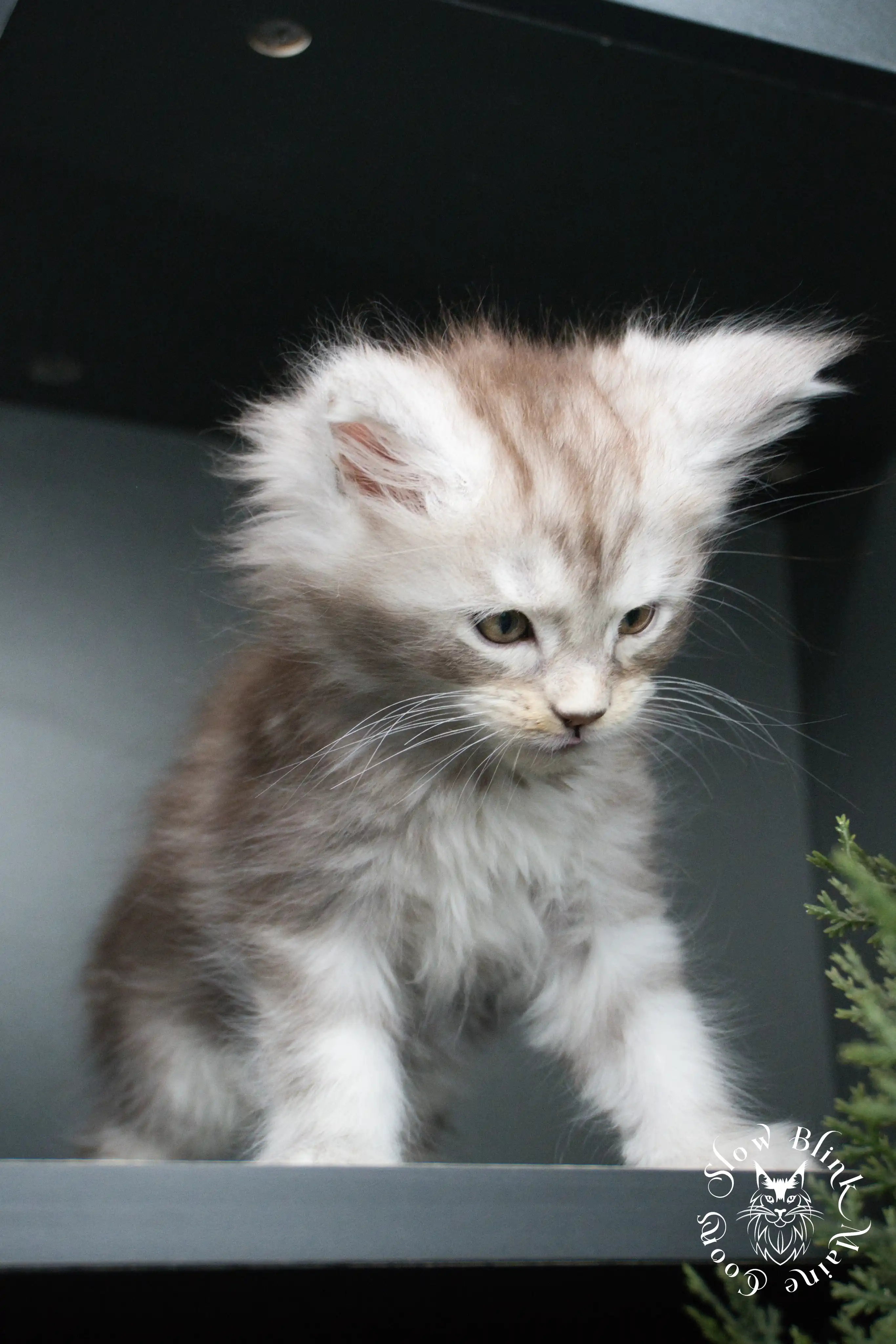 black silver tabby maine coon kitten | ems code ns 22 23 24 25 | slowblinkmainecoons Black Silver Tabby Maine Coon Kittens > black silver tabby maine coon kitten | ems code ns 22 23 24 25 | slowblinkmainecoons | 407