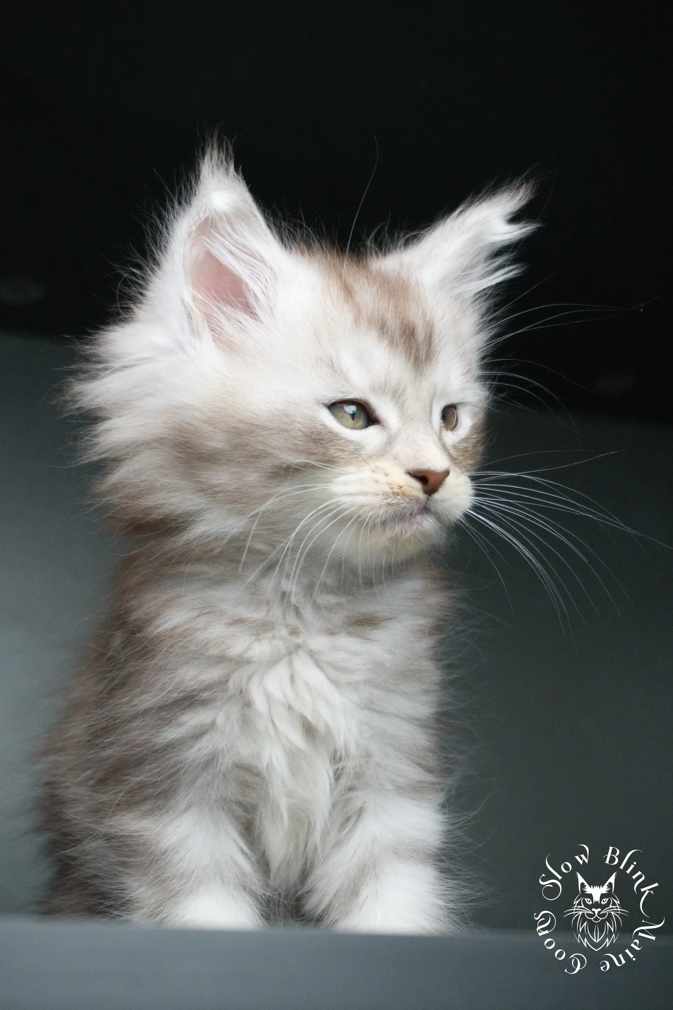 black silver tabby maine coon kitten | ems code ns 22 23 24 25 | slowblinkmainecoons Black Silver Tabby Maine Coon Kittens > black silver tabby maine coon kitten | ems code ns 22 23 24 25 | slowblinkmainecoons | 408