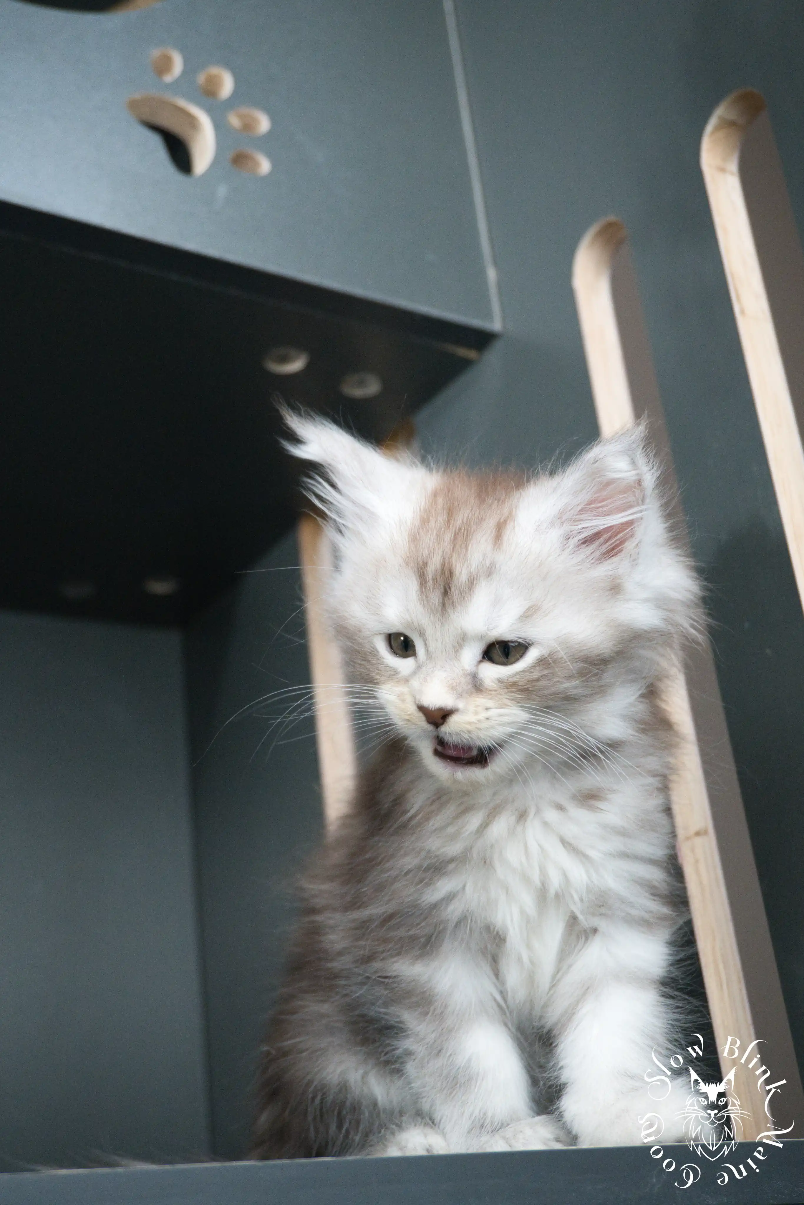 black silver tabby maine coon kitten | ems code ns 22 23 24 25 | slowblinkmainecoons Black Silver Tabby Maine Coon Kittens > black silver tabby maine coon kitten | ems code ns 22 23 24 25 | slowblinkmainecoons | 413