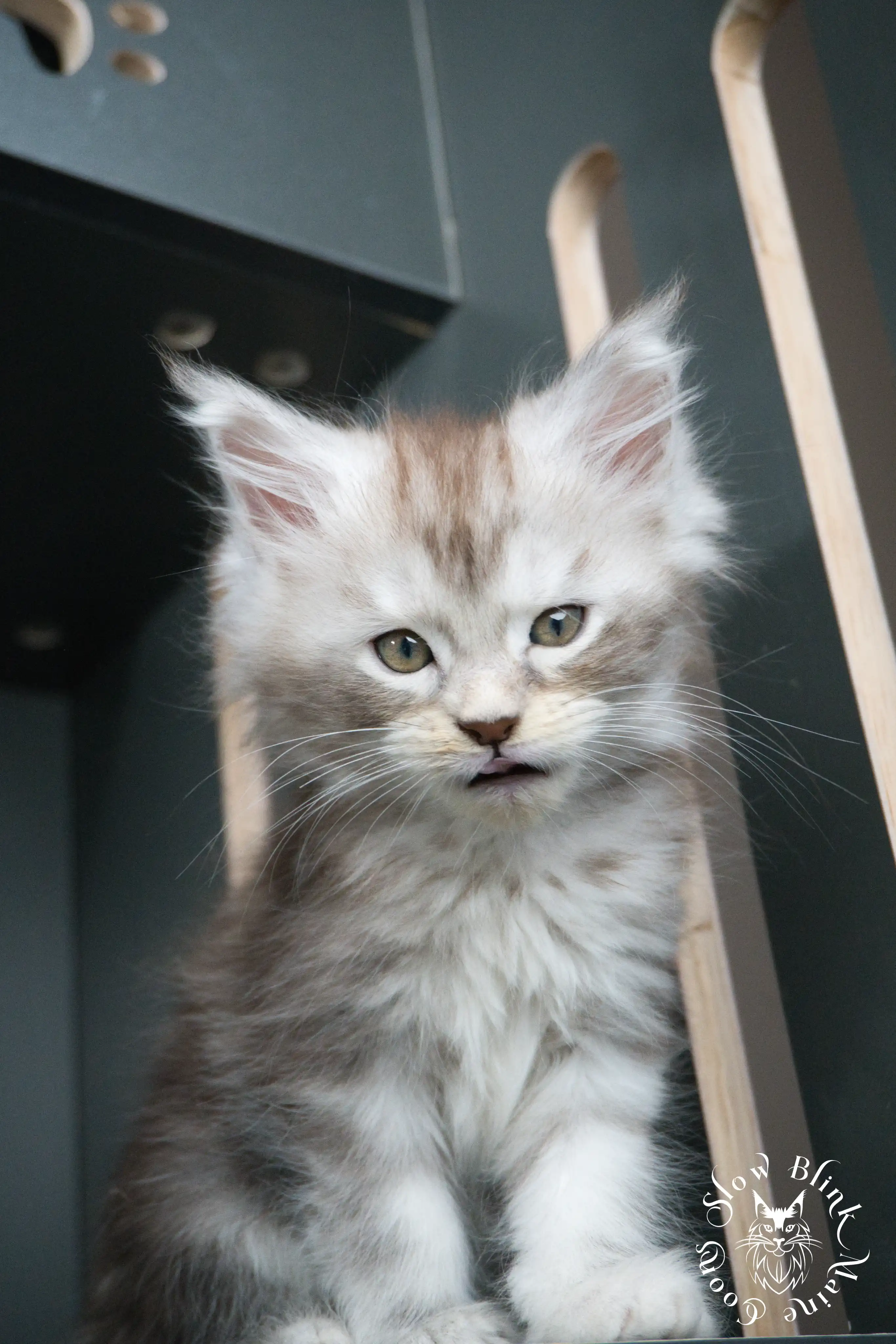 black silver tabby maine coon kitten | ems code ns 22 23 24 25 | slowblinkmainecoons Black Silver Tabby Maine Coon Kittens > black silver tabby maine coon kitten | ems code ns 22 23 24 25 | slowblinkmainecoons | 414