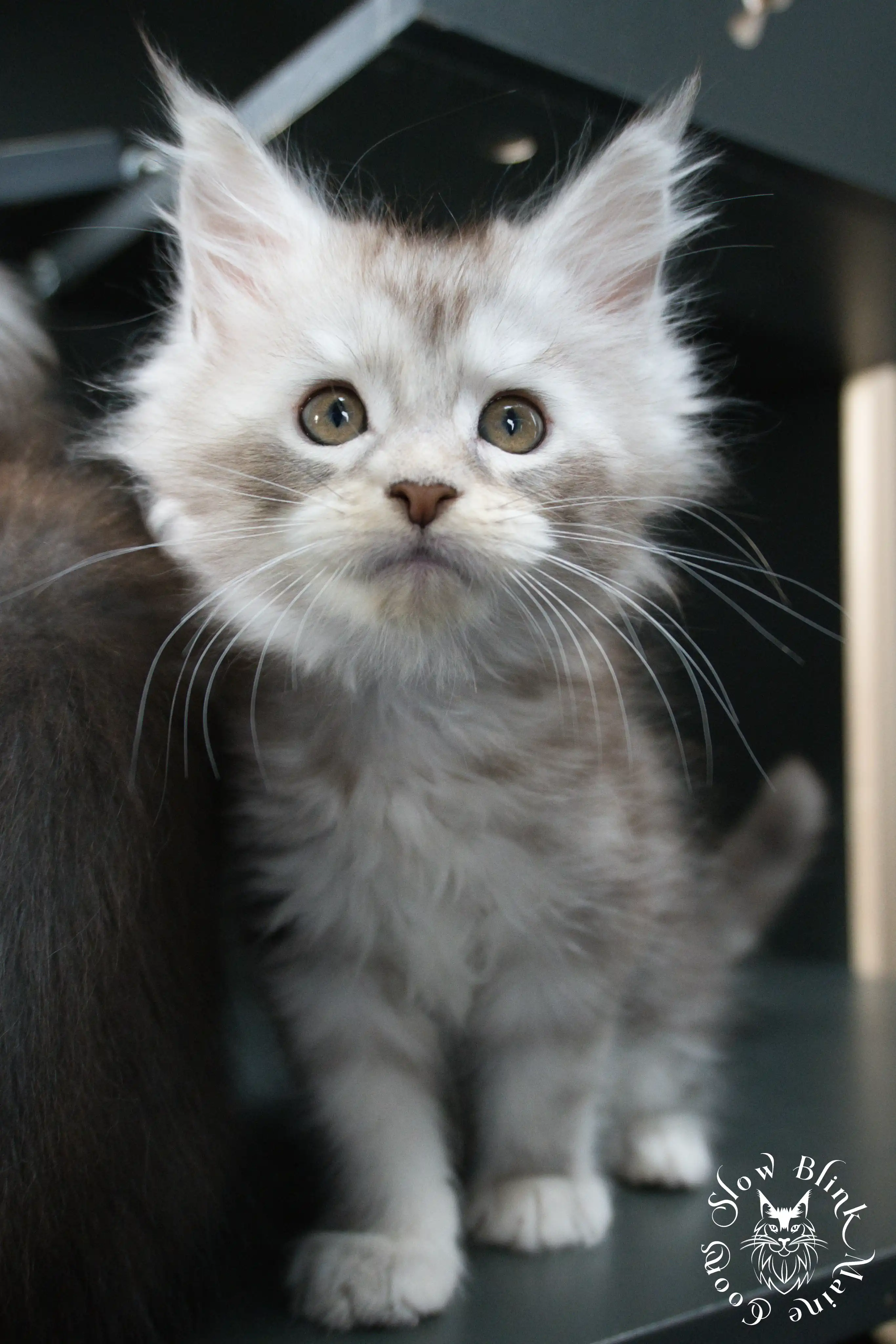 black silver tabby maine coon kitten | ems code ns 22 23 24 25 | slowblinkmainecoons Black Silver Tabby Maine Coon Kittens > black silver tabby maine coon kitten | ems code ns 22 23 24 25 | slowblinkmainecoons | 528