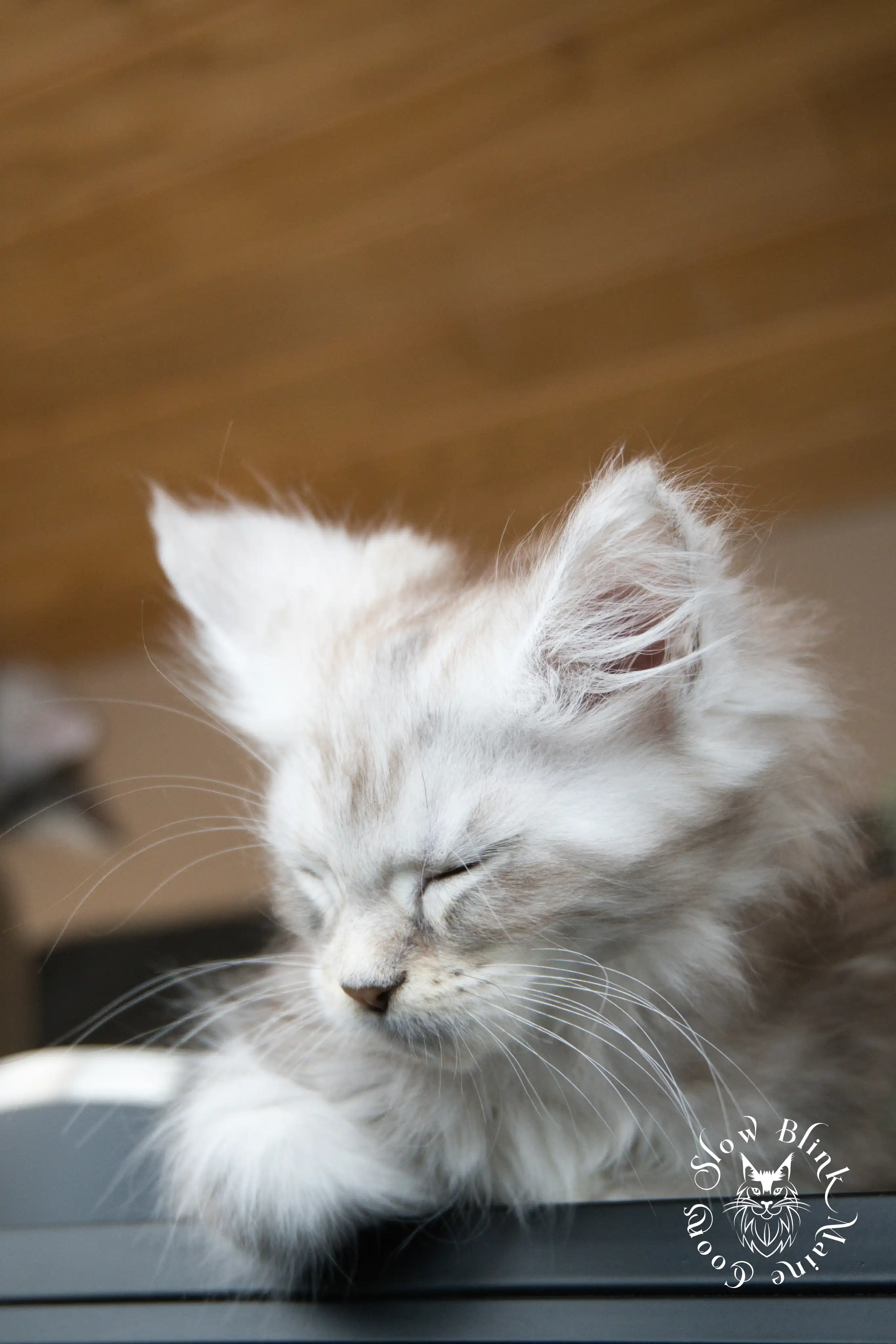 black silver tabby maine coon kitten | ems code ns 22 23 24 25 | slowblinkmainecoons Black Silver Tabby Maine Coon Kittens > black silver tabby maine coon kitten | ems code ns 22 23 24 25 | slowblinkmainecoons | 593
