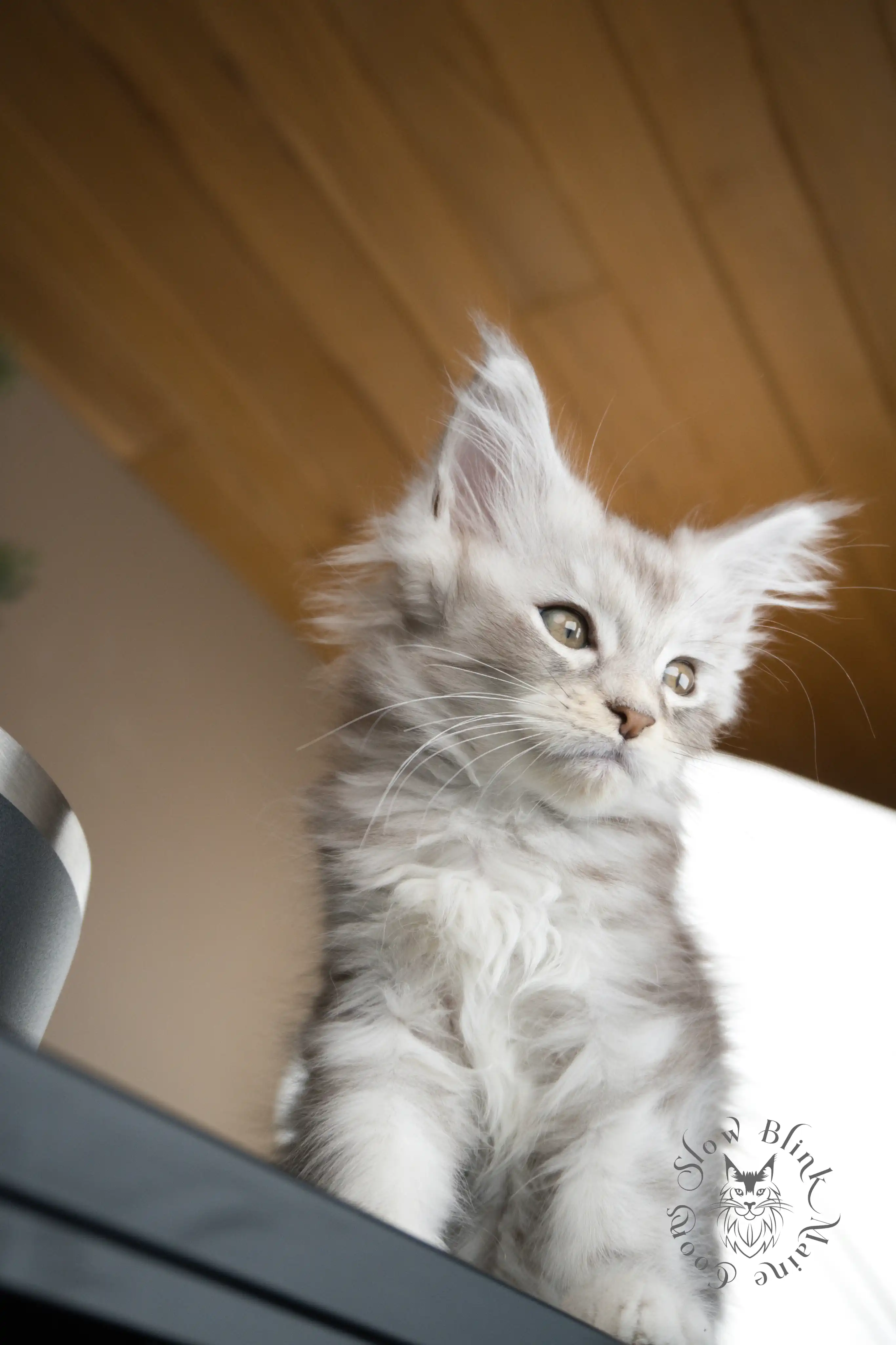 black silver tabby maine coon kitten | ems code ns 22 23 24 25 | slowblinkmainecoons Black Silver Tabby Maine Coon Kittens > black silver tabby maine coon kitten | ems code ns 22 23 24 25 | slowblinkmainecoons | 594