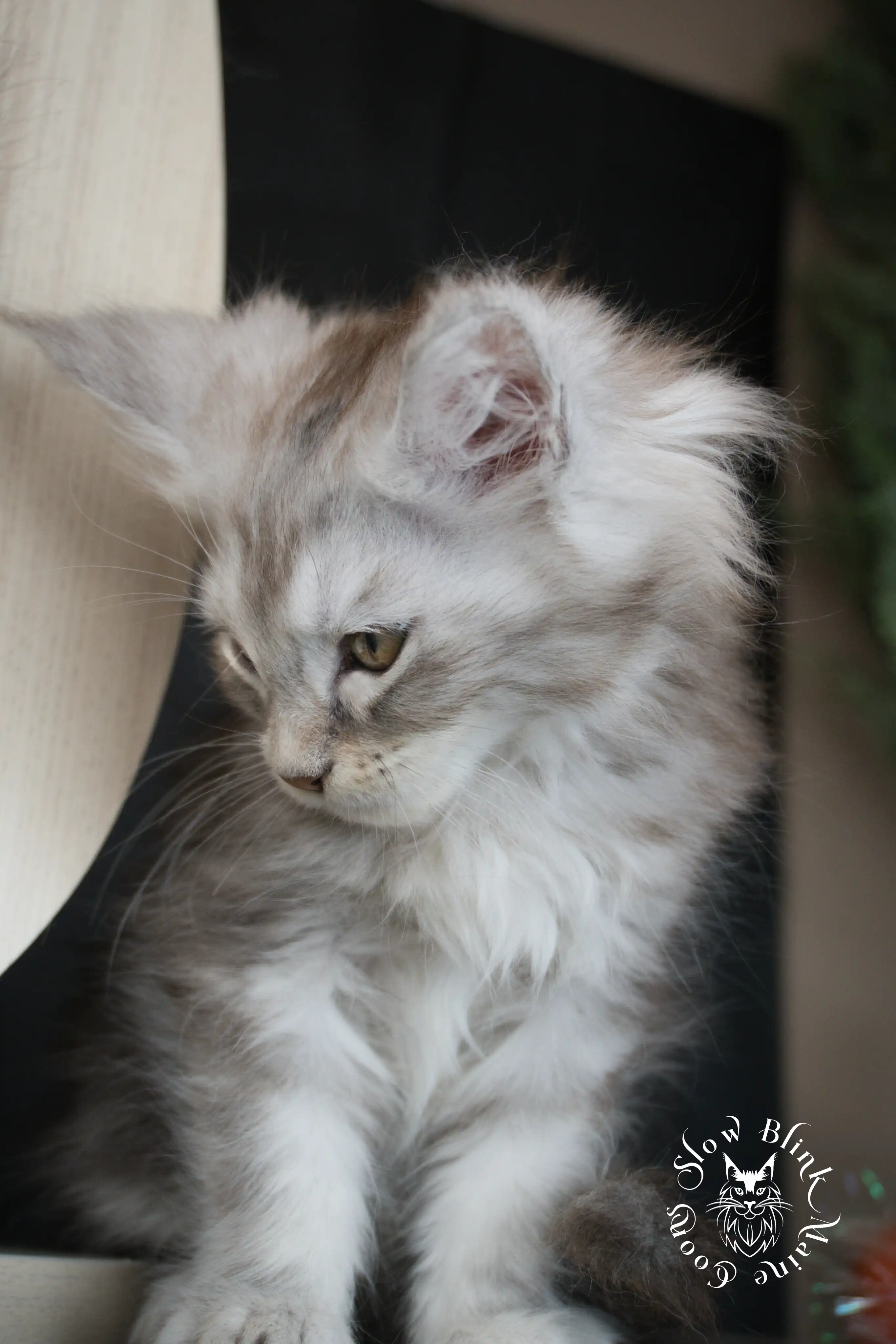 black silver tabby maine coon kitten | ems code ns 22 23 24 25 | slowblinkmainecoons Black Silver Tabby Maine Coon Kittens > black silver tabby maine coon kitten | ems code ns 22 23 24 25 | slowblinkmainecoons | 595