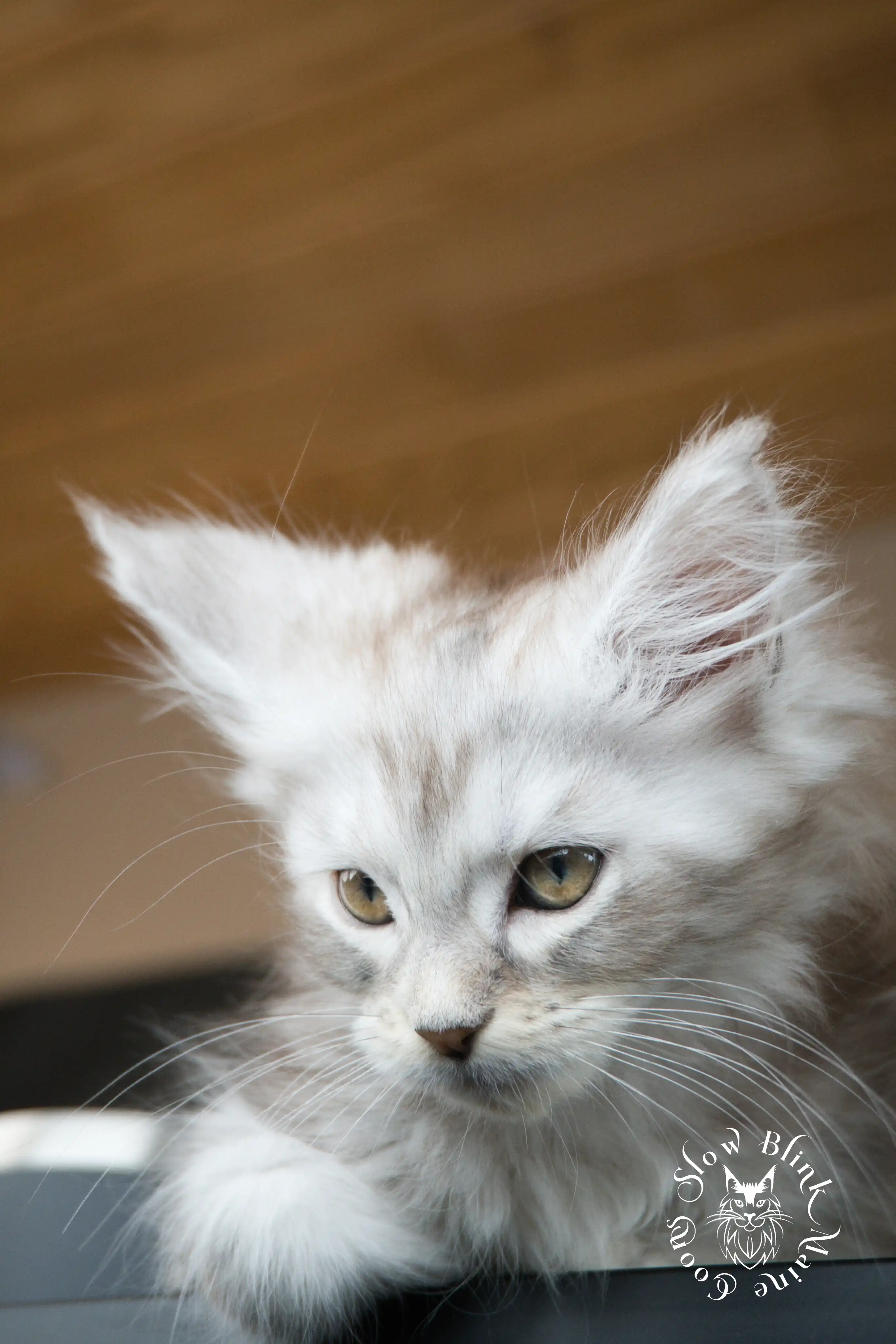 black silver tabby maine coon kitten | ems code ns 22 23 24 25 | slowblinkmainecoons Black Silver Tabby Maine Coon Kittens > black silver tabby maine coon kitten | ems code ns 22 23 24 25 | slowblinkmainecoons | 596