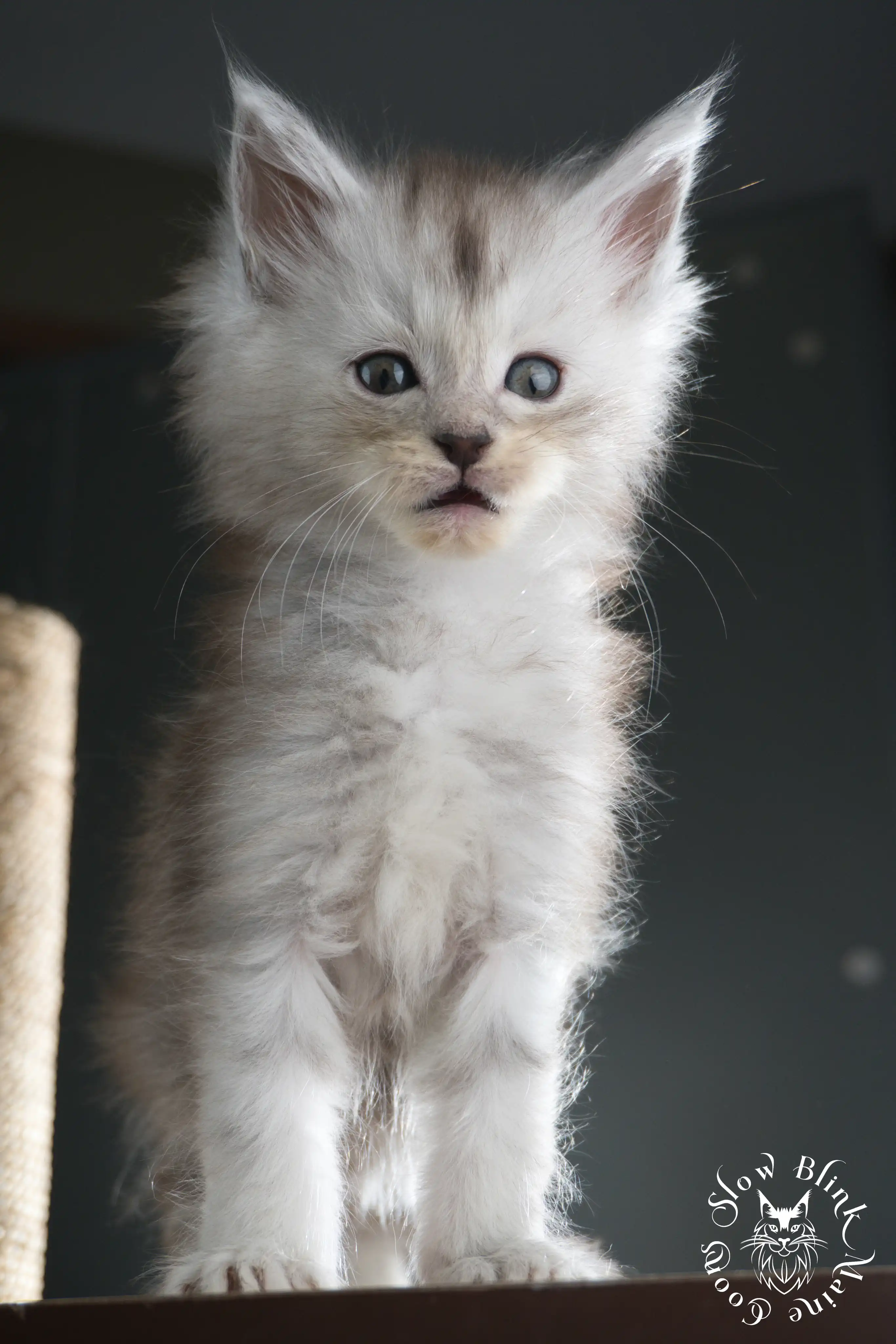 black silver tabby maine coon kitten | ems code ns 22 23 24 25 | slowblinkmainecoons Black Silver Tabby Maine Coon Kittens > black silver tabby maine coon kitten | ems code ns 22 23 24 25 | slowblinkmainecoons | 598