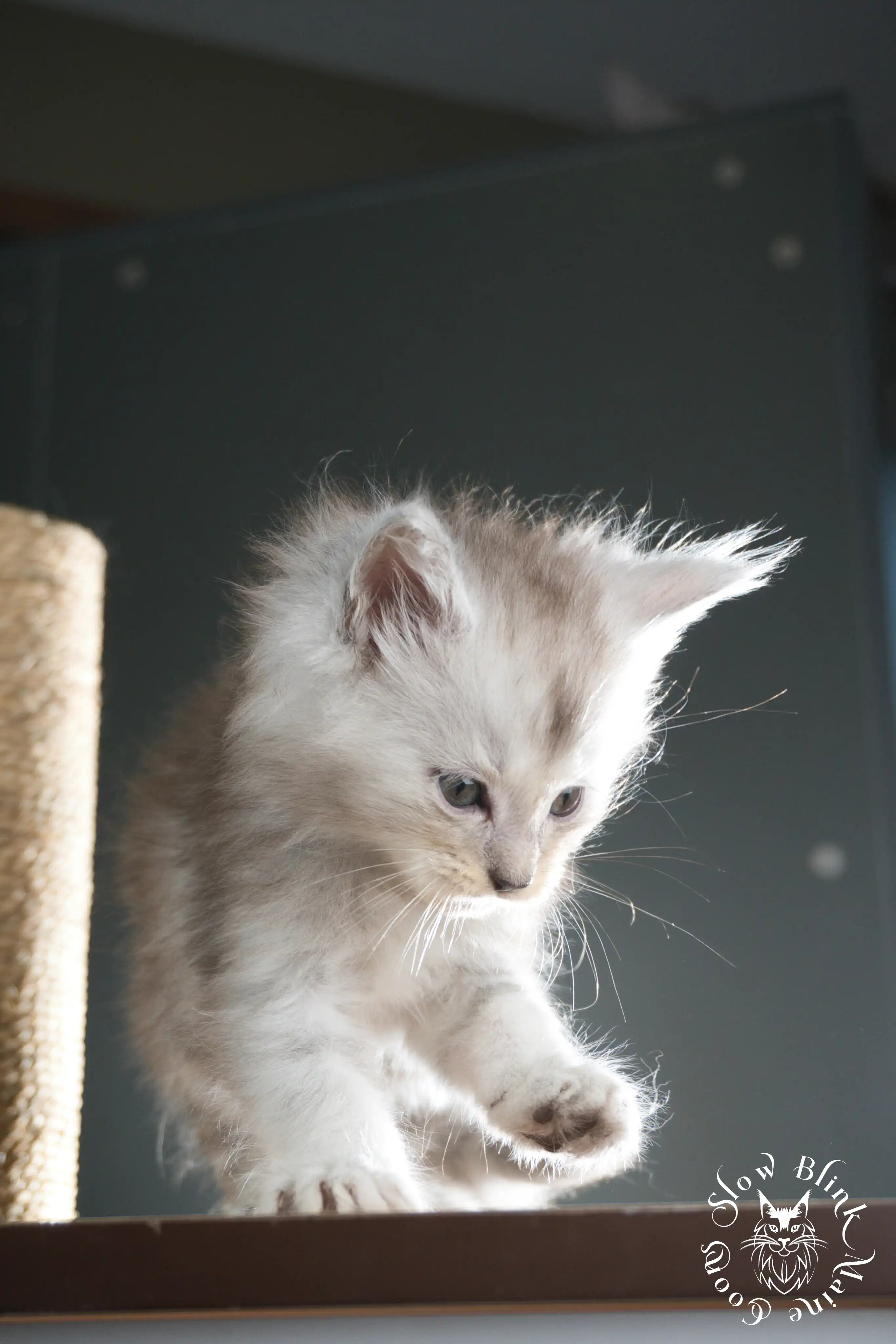 black silver tabby maine coon kitten | ems code ns 22 23 24 25 | slowblinkmainecoons Black Silver Tabby Maine Coon Kittens > black silver tabby maine coon kitten | ems code ns 22 23 24 25 | slowblinkmainecoons | 599