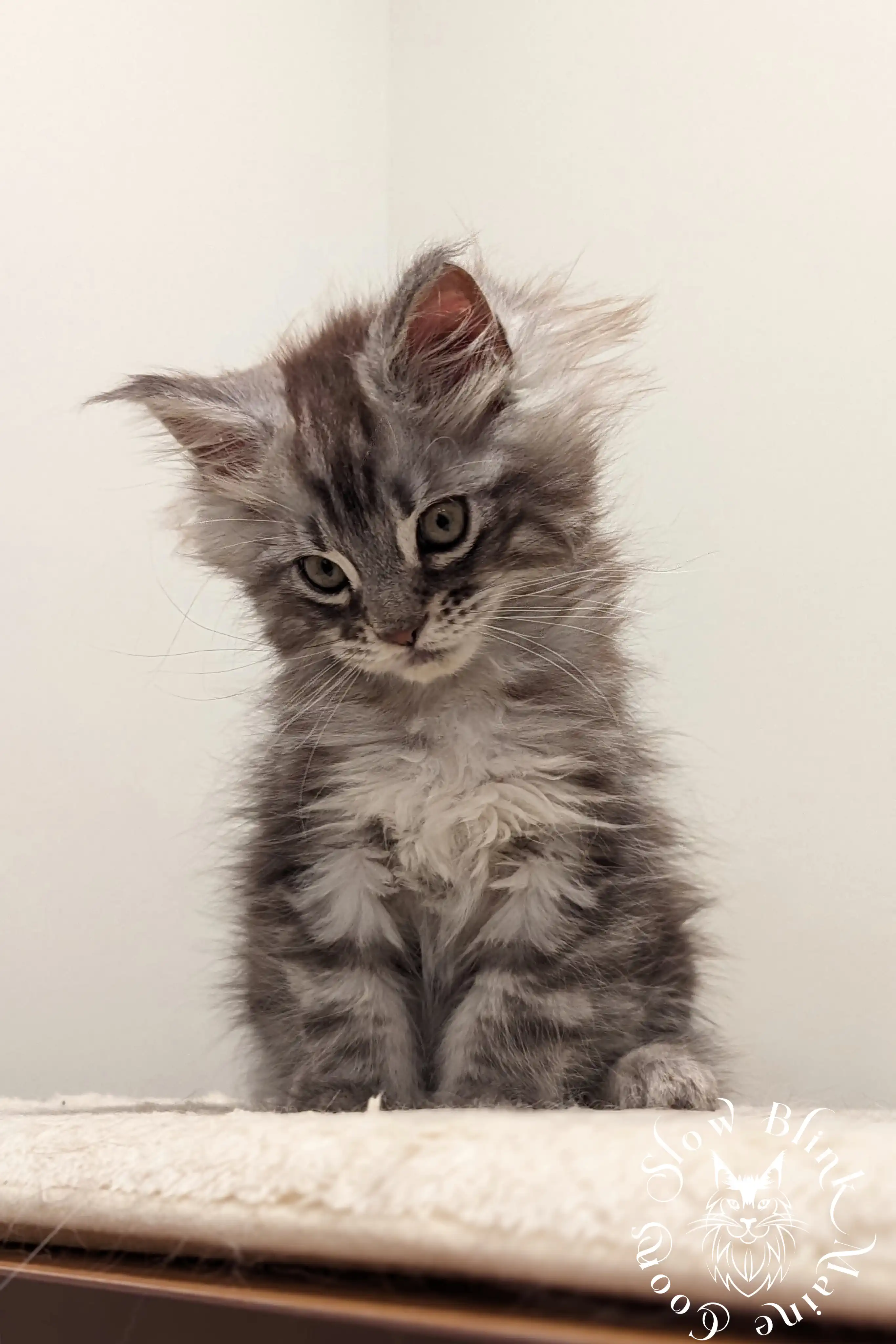 black silver tabby maine coon kitten | ems code ns 22 23 24 25 | slowblinkmainecoons Black Silver Tabby Maine Coon Kittens > black silver tabby maine coon kitten | ems code ns 22 23 24 25 | slowblinkmainecoons | 79