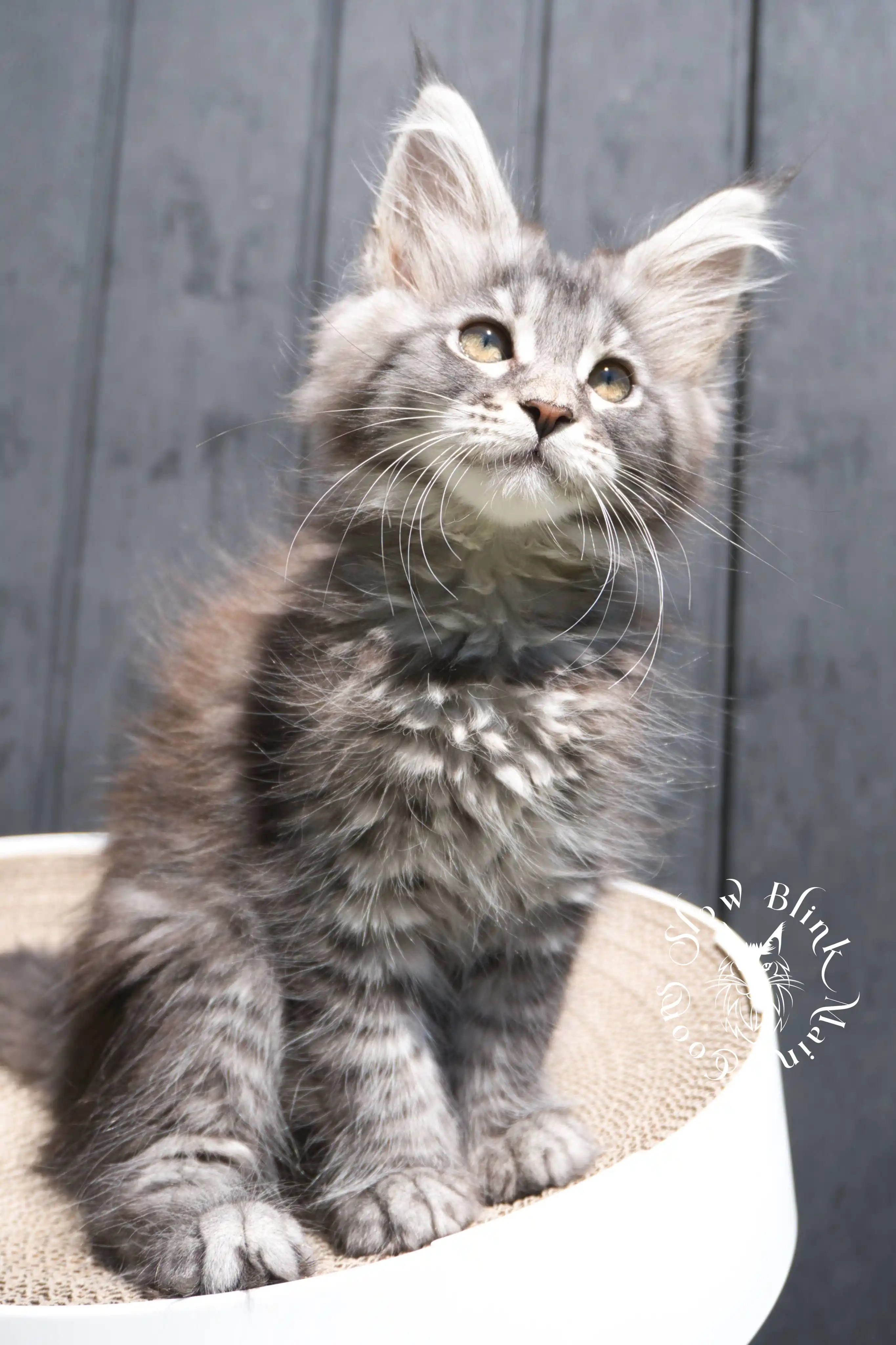 black silver tabby maine coon kitten | female | age 7 weeks | classic tabby | ems code ns 22 | slowblinkmainecoons | taken 2024 07 01 july 2024 | polydactyl Black Silver Tabby Maine Coon Kittens > black silver tabby maine coon kitten | female | age 7 weeks | classic tabby | ems code ns 22 | slowblinkmainecoons | taken 2024 07 01 july 2024 | polydactyl | 1932