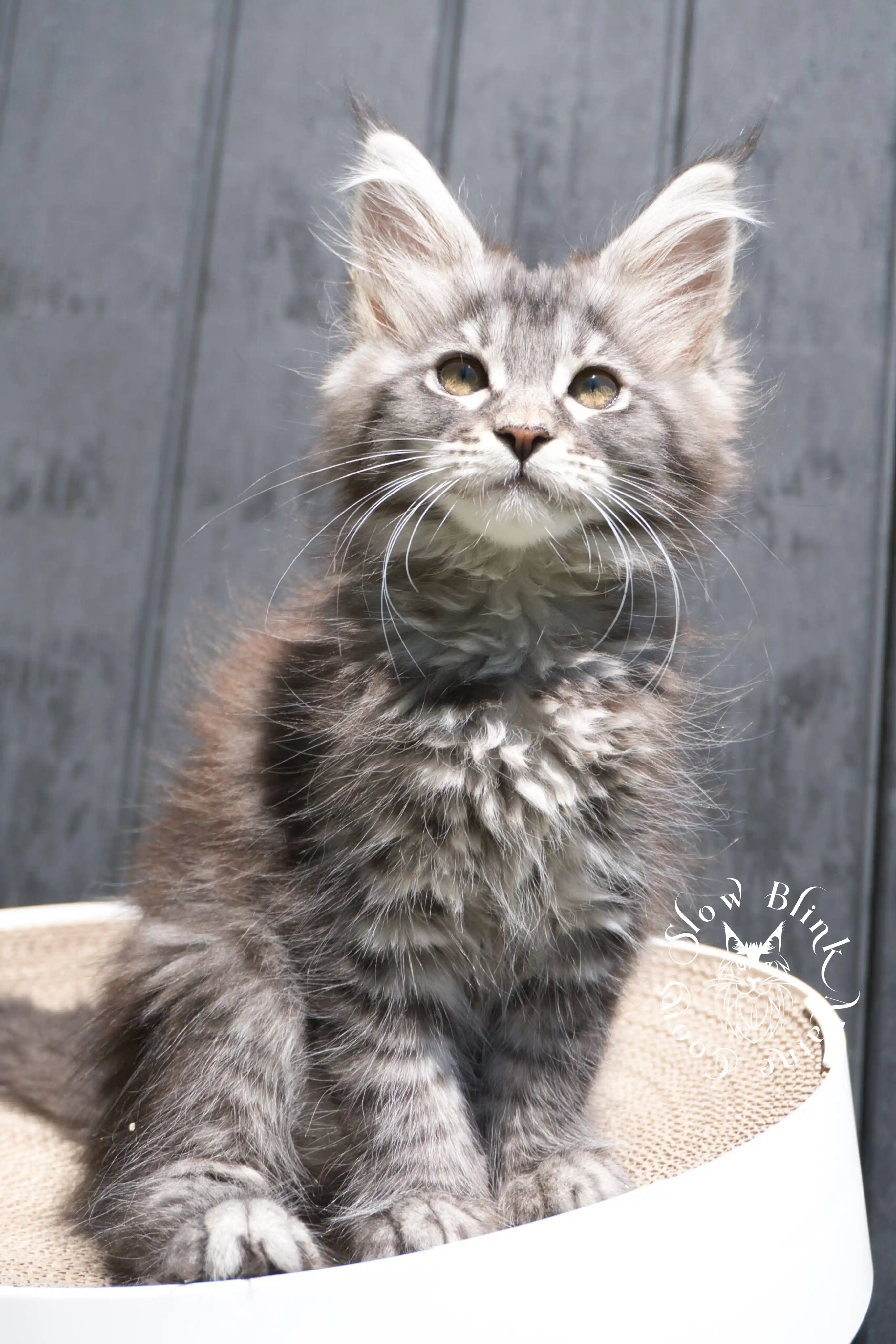 black silver tabby maine coon kitten | female | age 7 weeks | classic tabby | ems code ns 22 | slowblinkmainecoons | taken 2024 07 01 july 2024 | polydactyl Black Silver Tabby Maine Coon Kittens > black silver tabby maine coon kitten | female | age 7 weeks | classic tabby | ems code ns 22 | slowblinkmainecoons | taken 2024 07 01 july 2024 | polydactyl | 1935