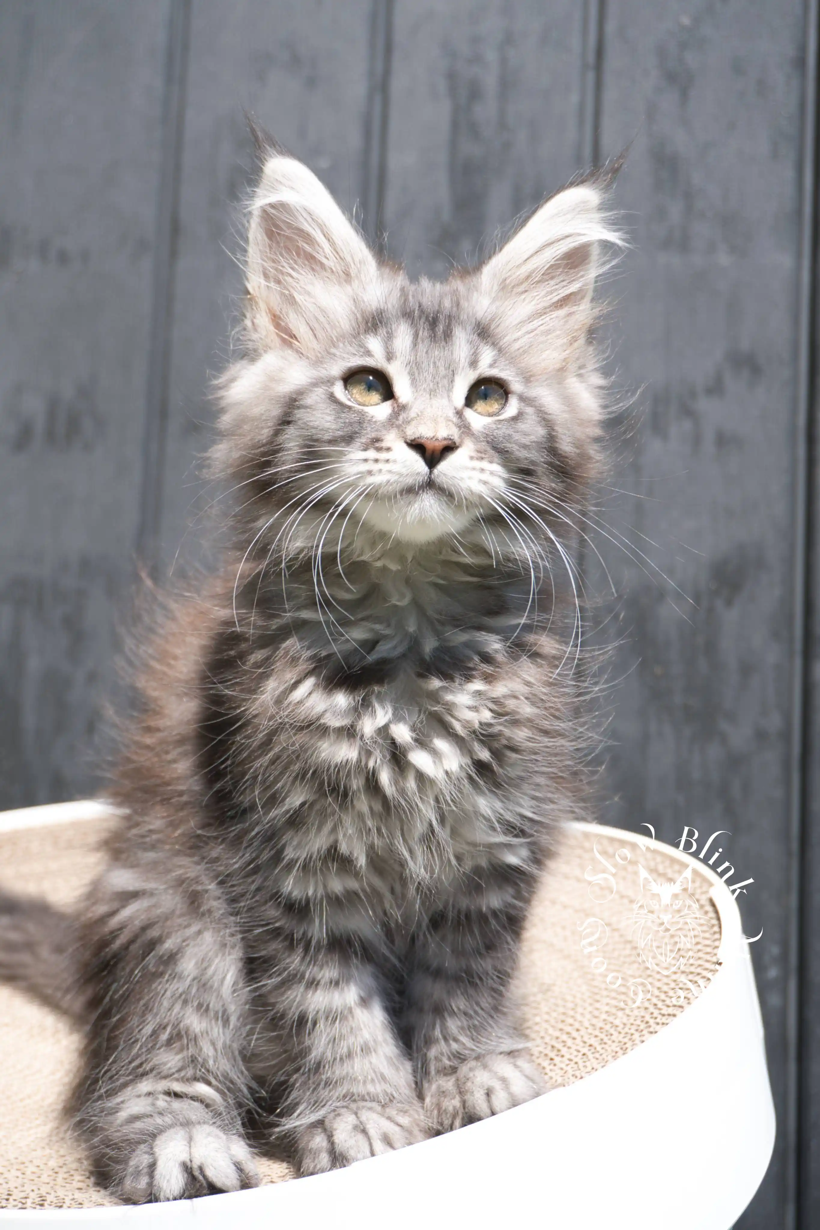 black silver tabby maine coon kitten | female | age 7 weeks | classic tabby | ems code ns 22 | slowblinkmainecoons | taken 2024 07 01 july 2024 | polydactyl Black Silver Tabby Maine Coon Kittens > black silver tabby maine coon kitten | female | age 7 weeks | classic tabby | ems code ns 22 | slowblinkmainecoons | taken 2024 07 01 july 2024 | polydactyl | 1936