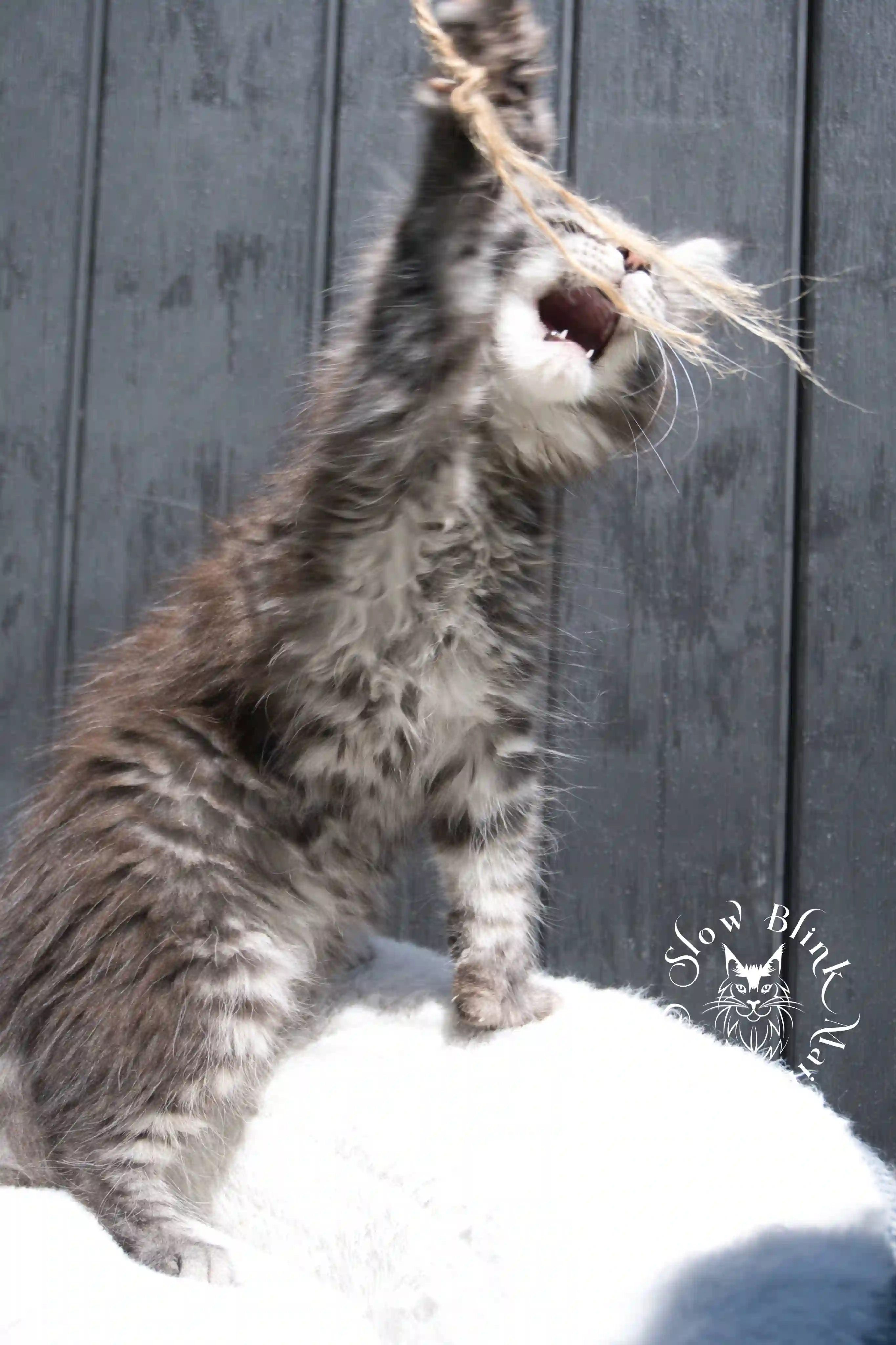 black silver tabby maine coon kitten | female | age 7 weeks | classic tabby | ems code ns 22 | slowblinkmainecoons | taken 2024 07 01 july 2024 | polydactyl Black Silver Tabby Maine Coon Kittens > black silver tabby maine coon kitten | female | age 7 weeks | classic tabby | ems code ns 22 | slowblinkmainecoons | taken 2024 07 01 july 2024 | polydactyl | 1938