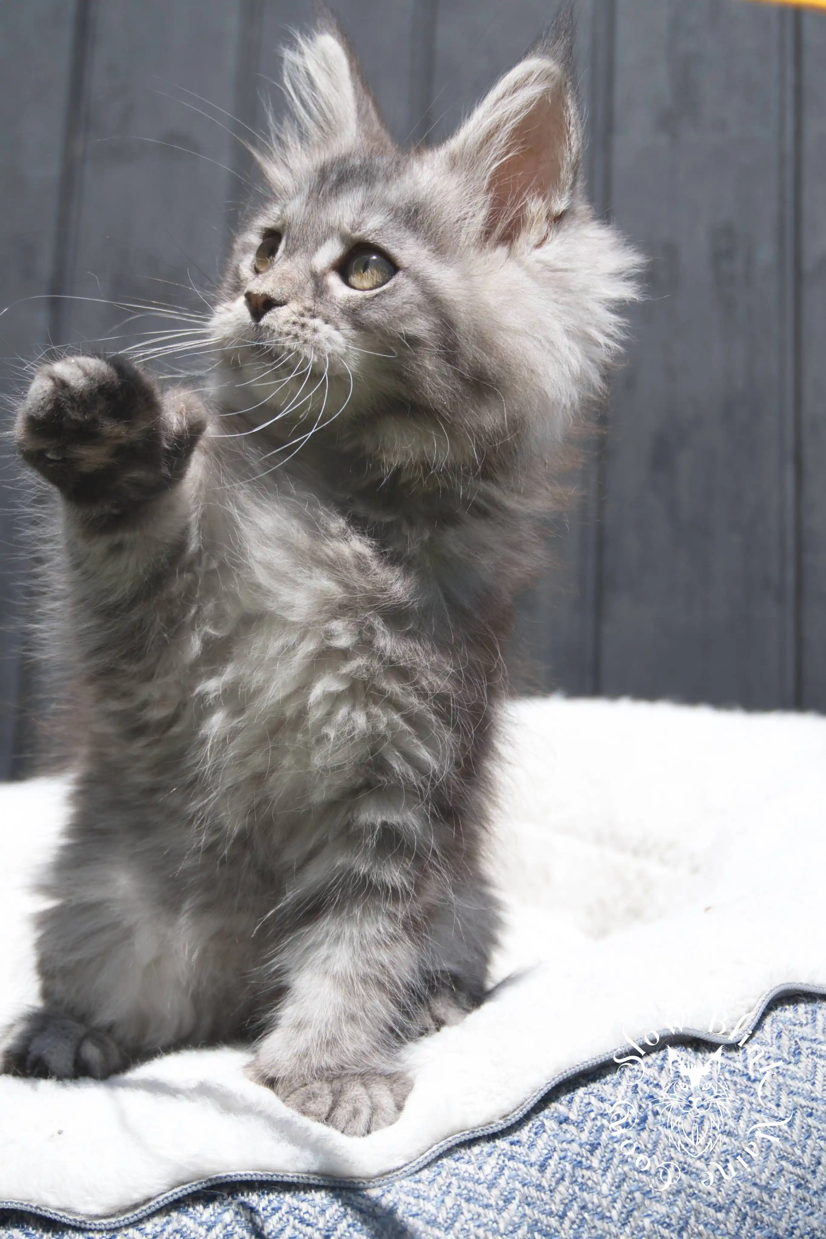black silver tabby maine coon kitten | female | age 7 weeks | classic tabby | ems code ns 22 | slowblinkmainecoons | taken 2024 07 01 july 2024 | polydactyl Black Silver Tabby Maine Coon Kittens > black silver tabby maine coon kitten | female | age 7 weeks | classic tabby | ems code ns 22 | slowblinkmainecoons | taken 2024 07 01 july 2024 | polydactyl | 1939