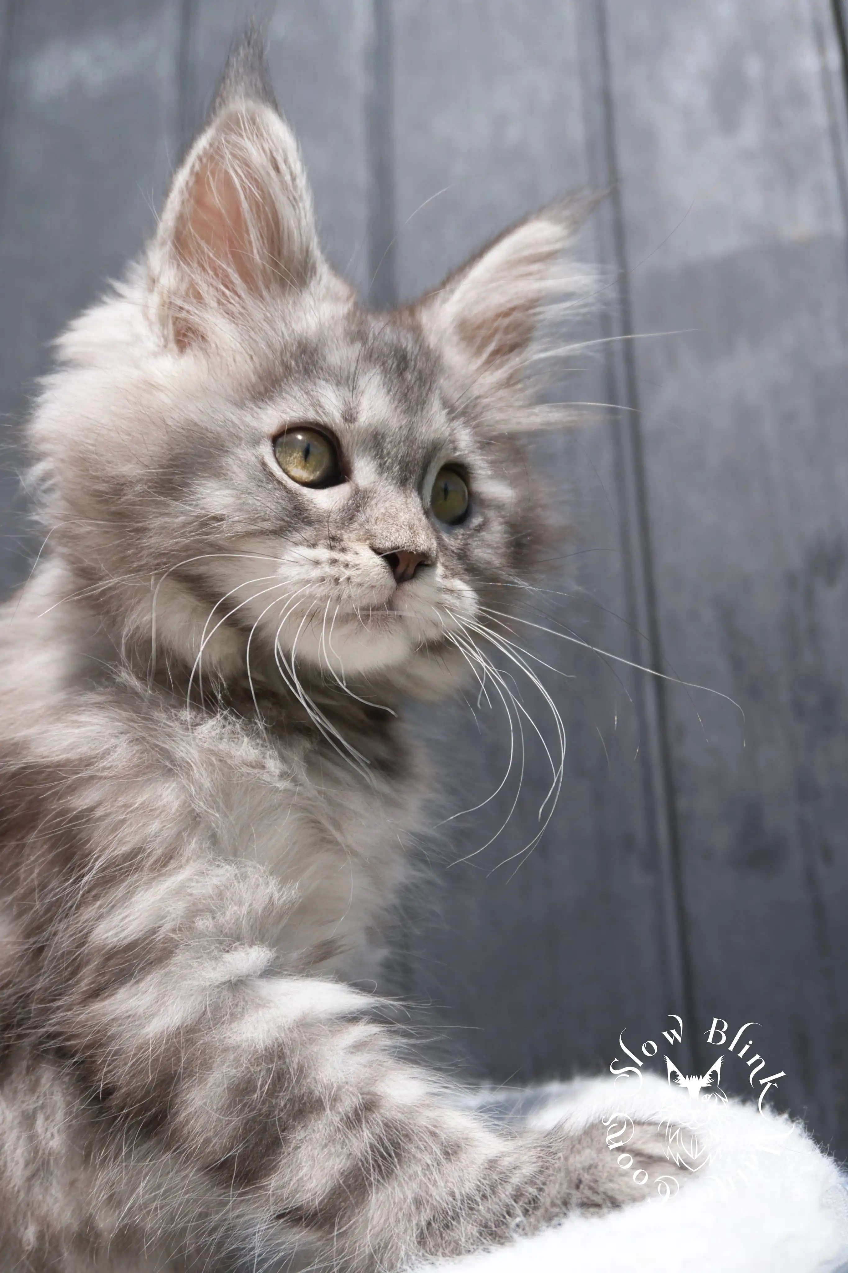 black silver tabby maine coon kitten | female | age 7 weeks | classic tabby | ems code ns 22 | slowblinkmainecoons | taken 2024 07 01 july 2024 | polydactyl Black Silver Tabby Maine Coon Kittens > black silver tabby maine coon kitten | female | age 7 weeks | classic tabby | ems code ns 22 | slowblinkmainecoons | taken 2024 07 01 july 2024 | polydactyl | 1941