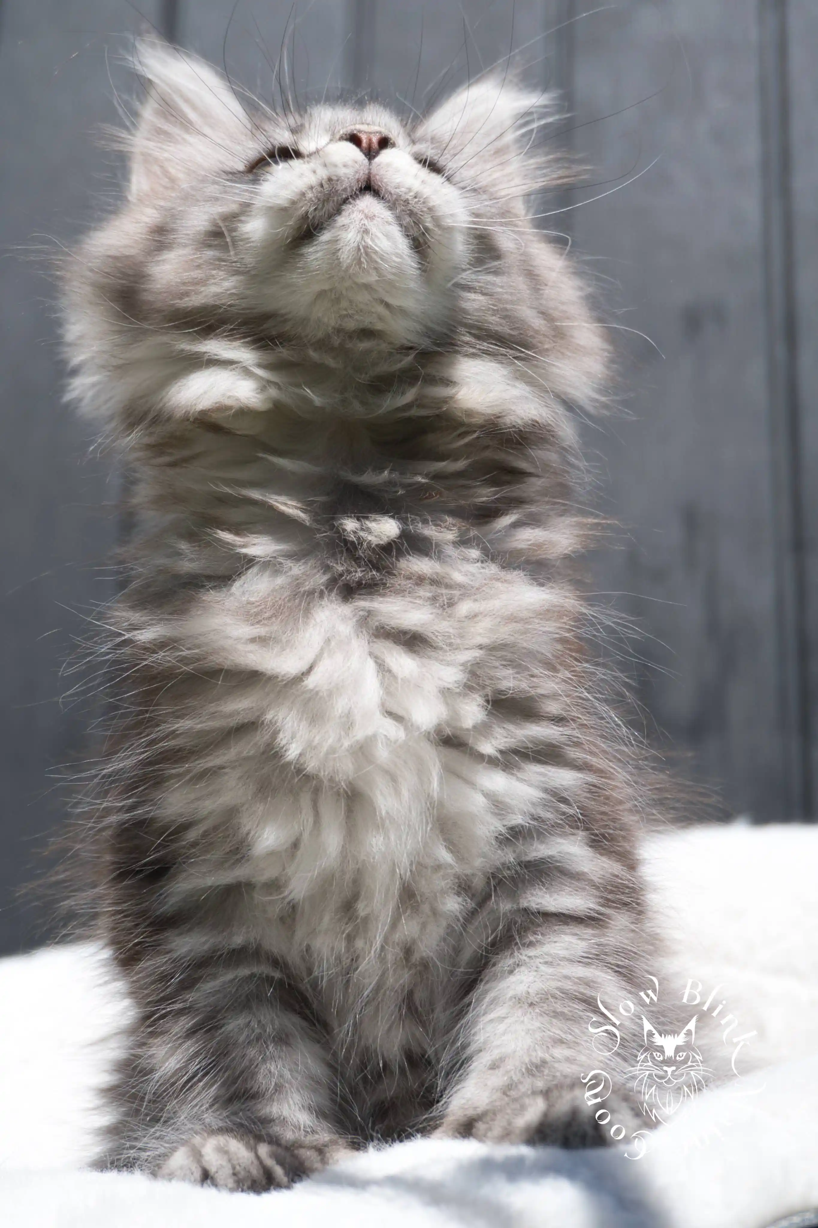 black silver tabby maine coon kitten | female | age 7 weeks | classic tabby | ems code ns 22 | slowblinkmainecoons | taken 2024 07 01 july 2024 | polydactyl Black Silver Tabby Maine Coon Kittens > black silver tabby maine coon kitten | female | age 7 weeks | classic tabby | ems code ns 22 | slowblinkmainecoons | taken 2024 07 01 july 2024 | polydactyl | 1944