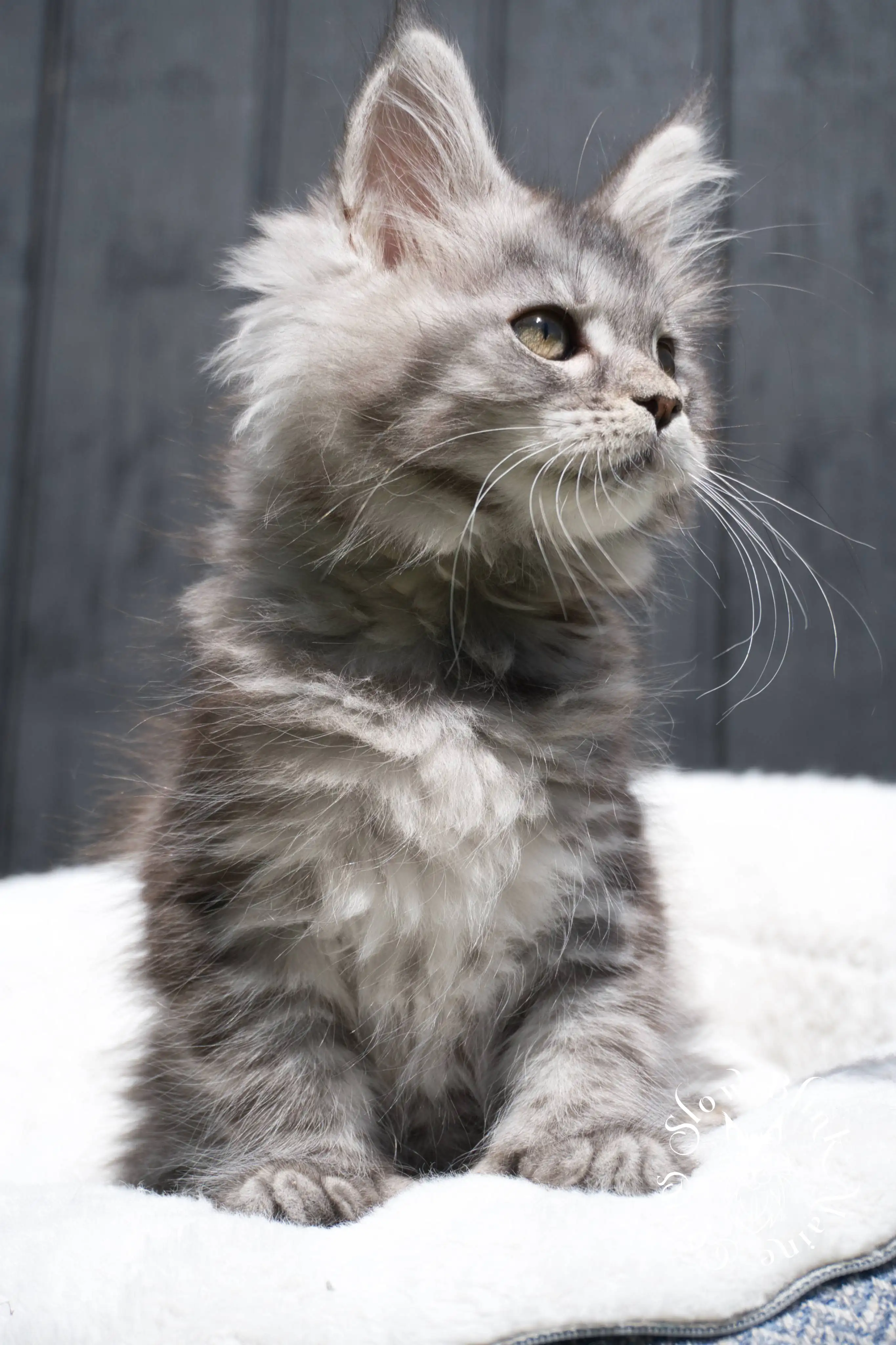 black silver tabby maine coon kitten | female | age 7 weeks | classic tabby | ems code ns 22 | slowblinkmainecoons | taken 2024 07 01 july 2024 | polydactyl Black Silver Tabby Maine Coon Kittens > black silver tabby maine coon kitten | female | age 7 weeks | classic tabby | ems code ns 22 | slowblinkmainecoons | taken 2024 07 01 july 2024 | polydactyl | 1945