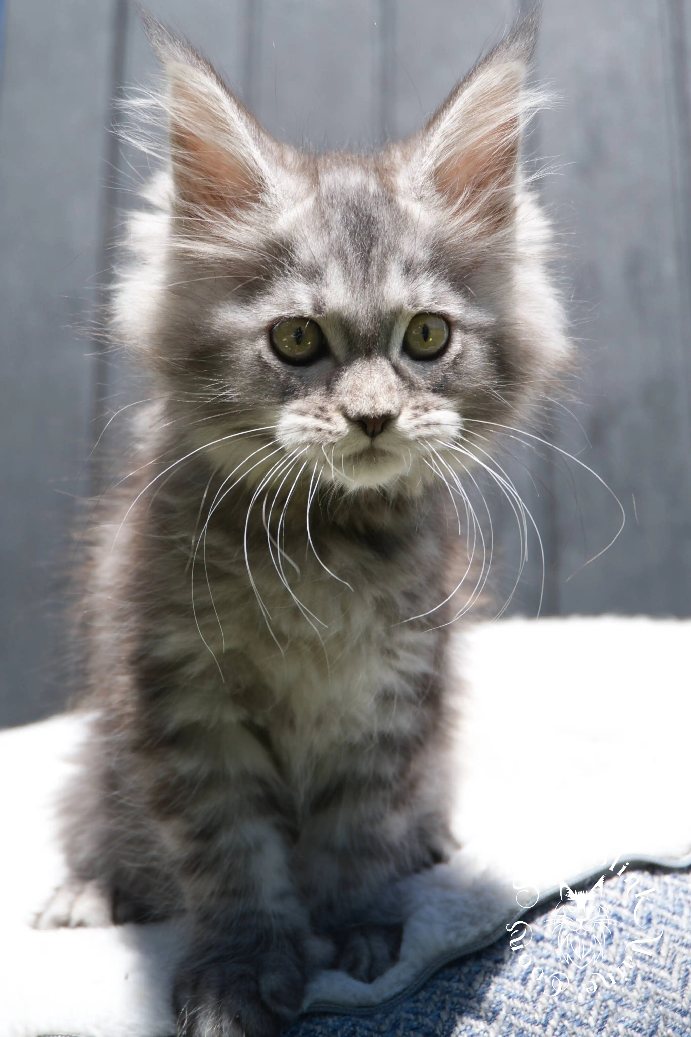 black silver tabby maine coon kitten | female | age 7 weeks | classic tabby | ems code ns 22 | slowblinkmainecoons | taken 2024 07 01 july 2024 | polydactyl Black Silver Tabby Maine Coon Kittens > black silver tabby maine coon kitten | female | age 7 weeks | classic tabby | ems code ns 22 | slowblinkmainecoons | taken 2024 07 01 july 2024 | polydactyl | 1946