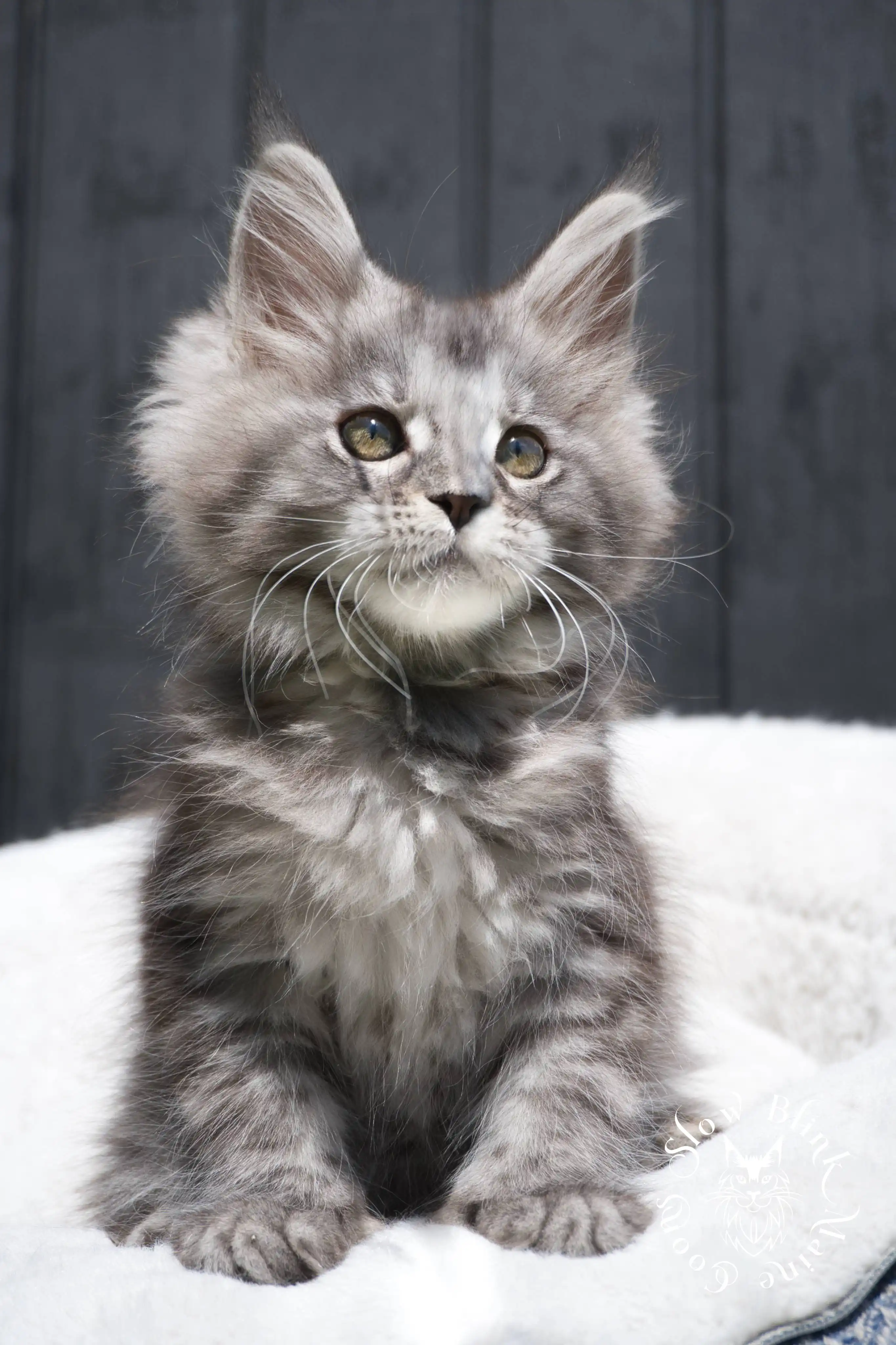 black silver tabby maine coon kitten | female | age 7 weeks | classic tabby | ems code ns 22 | slowblinkmainecoons | taken 2024 07 01 july 2024 | polydactyl Black Silver Tabby Maine Coon Kittens > black silver tabby maine coon kitten | female | age 7 weeks | classic tabby | ems code ns 22 | slowblinkmainecoons | taken 2024 07 01 july 2024 | polydactyl | 1947
