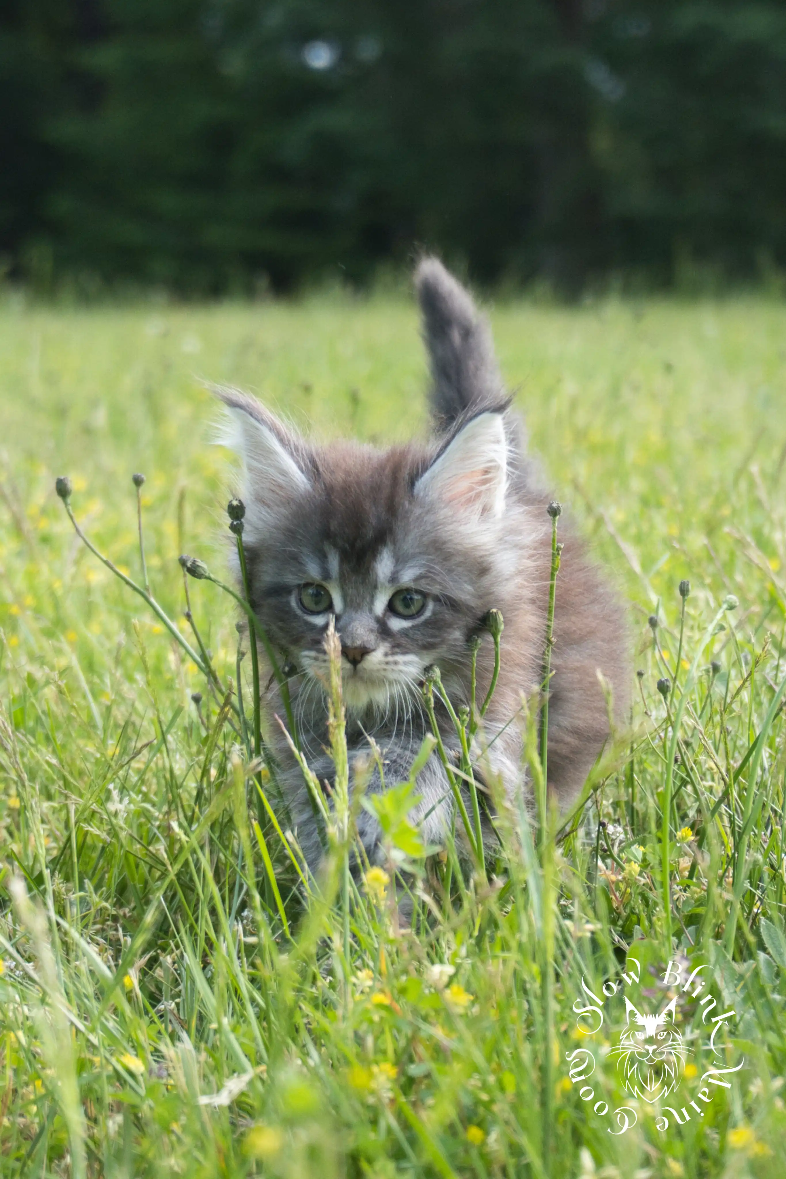 black silver tabby maine coon kitten | female | ems code ns 22 | classic tabby | age 5 weeks | slowblinkmainecoons | taken june 2024 Black Silver Tabby Maine Coon Kittens > black silver tabby maine coon kitten | female | ems code ns 22 | classic tabby | age 5 weeks | slowblinkmainecoons | taken june 2024 | 1755