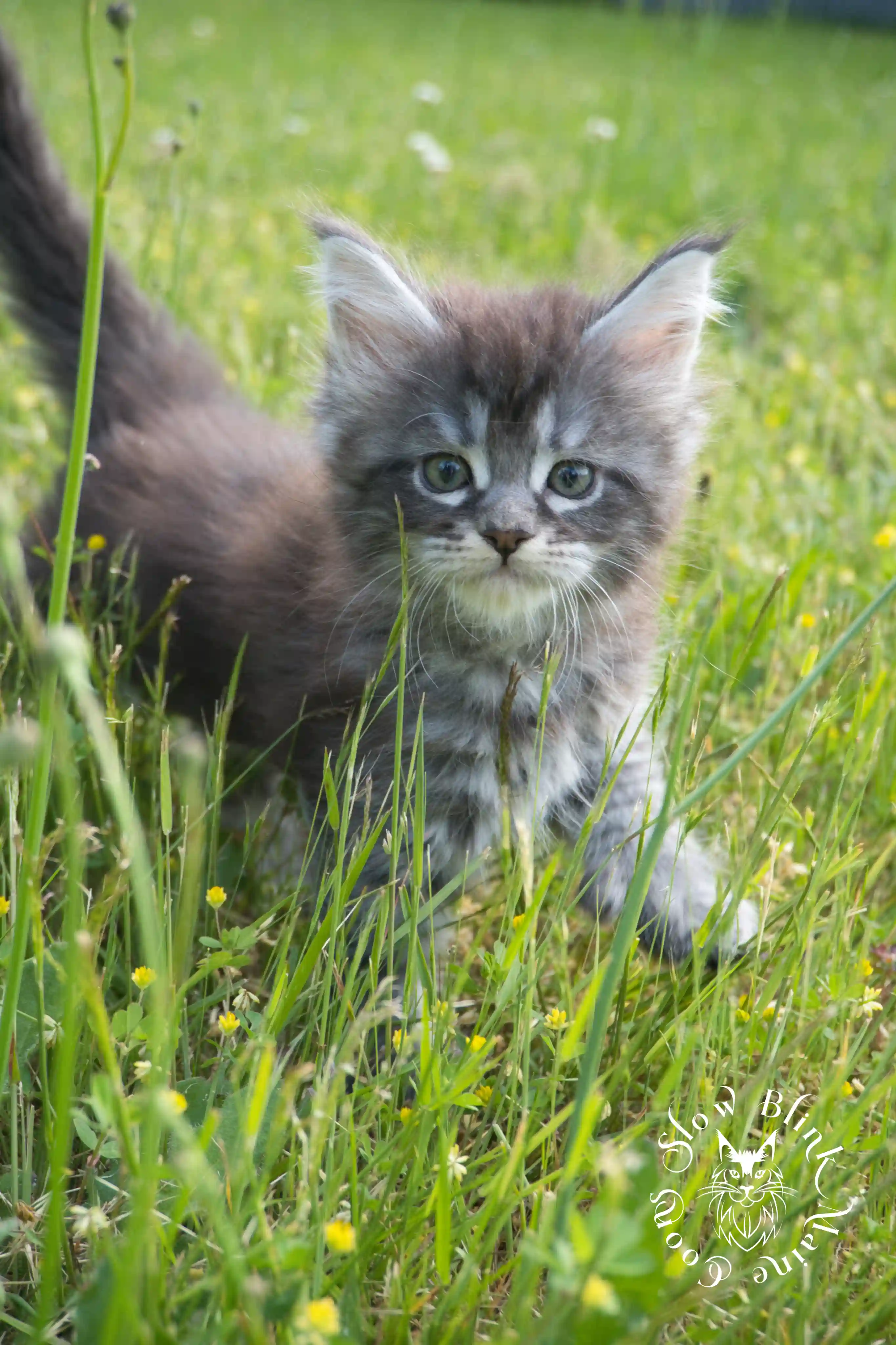 black silver tabby maine coon kitten | female | ems code ns 22 | classic tabby | age 5 weeks | slowblinkmainecoons | taken june 2024 Black Silver Tabby Maine Coon Kittens > black silver tabby maine coon kitten | female | ems code ns 22 | classic tabby | age 5 weeks | slowblinkmainecoons | taken june 2024 | 1756