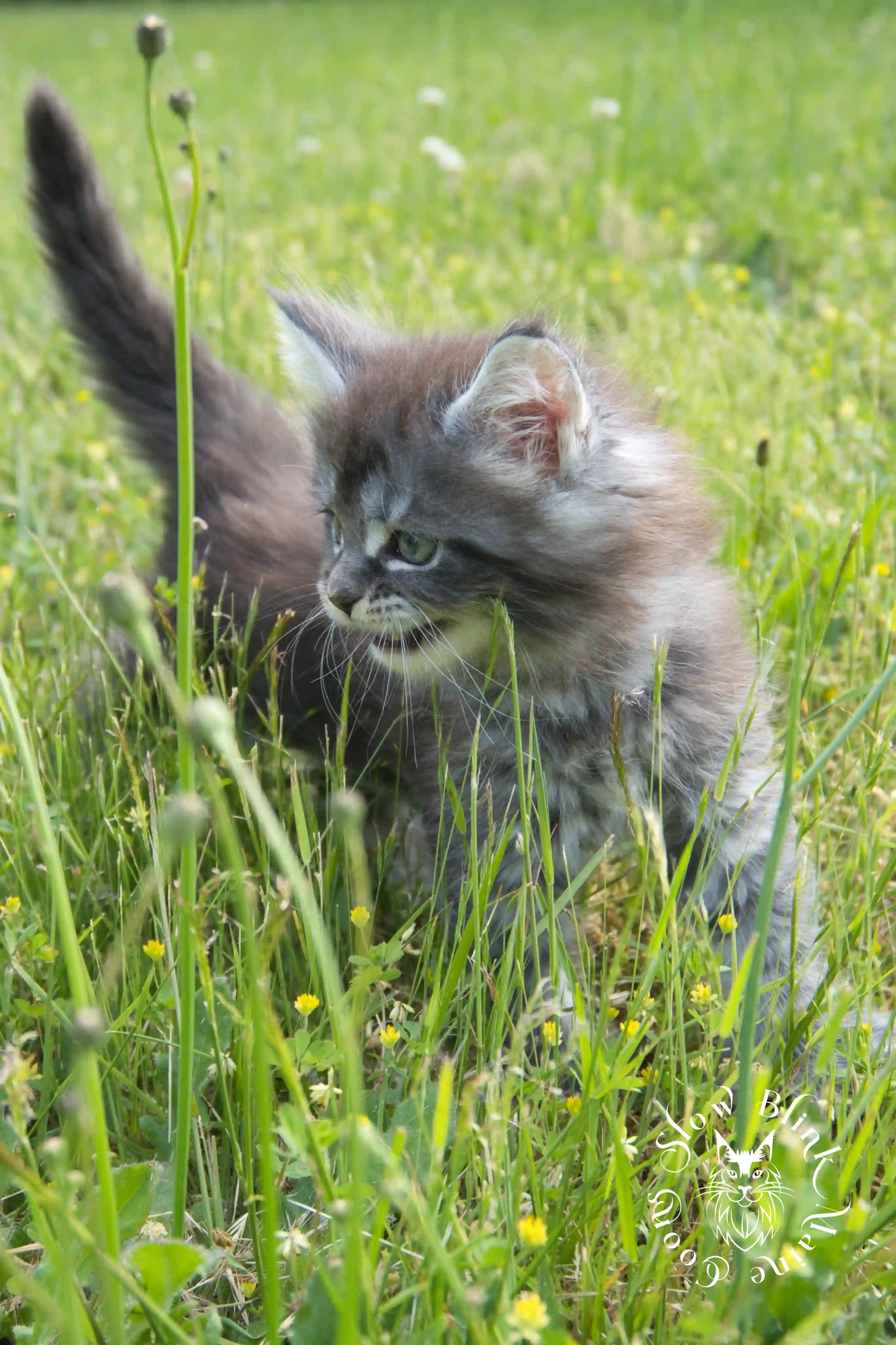 black silver tabby maine coon kitten | female | ems code ns 22 | classic tabby | age 5 weeks | slowblinkmainecoons | taken june 2024 Black Silver Tabby Maine Coon Kittens > black silver tabby maine coon kitten | female | ems code ns 22 | classic tabby | age 5 weeks | slowblinkmainecoons | taken june 2024 | 1757