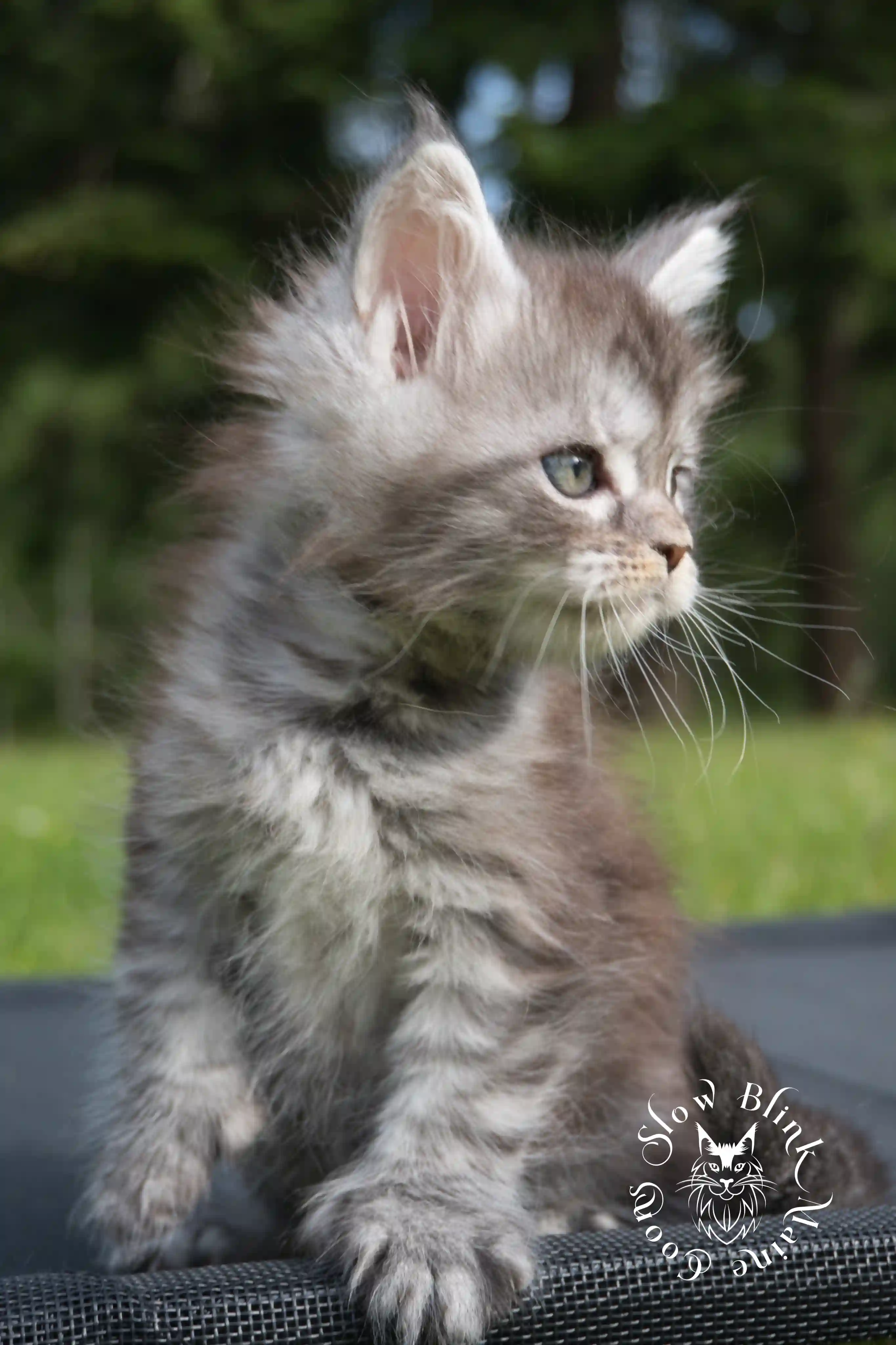 black silver tabby maine coon kitten | female | ems code ns 22 | classic tabby | age 5 weeks | slowblinkmainecoons | taken june 2024 Black Silver Tabby Maine Coon Kittens > black silver tabby maine coon kitten | female | ems code ns 22 | classic tabby | age 5 weeks | slowblinkmainecoons | taken june 2024 | 1768