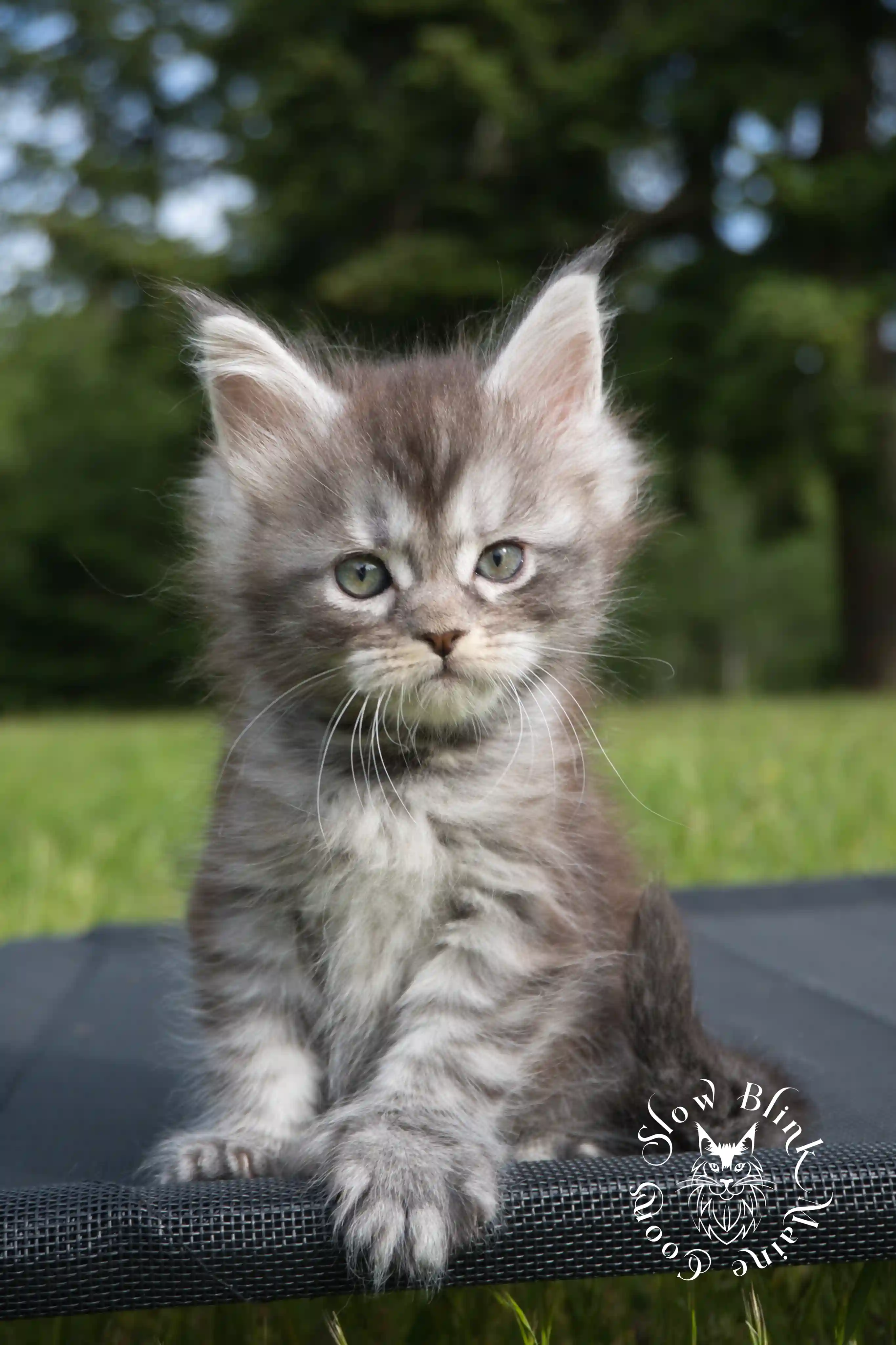 black silver tabby maine coon kitten | female | ems code ns 22 | classic tabby | age 5 weeks | slowblinkmainecoons | taken june 2024 Black Silver Tabby Maine Coon Kittens > black silver tabby maine coon kitten | female | ems code ns 22 | classic tabby | age 5 weeks | slowblinkmainecoons | taken june 2024 | 1769