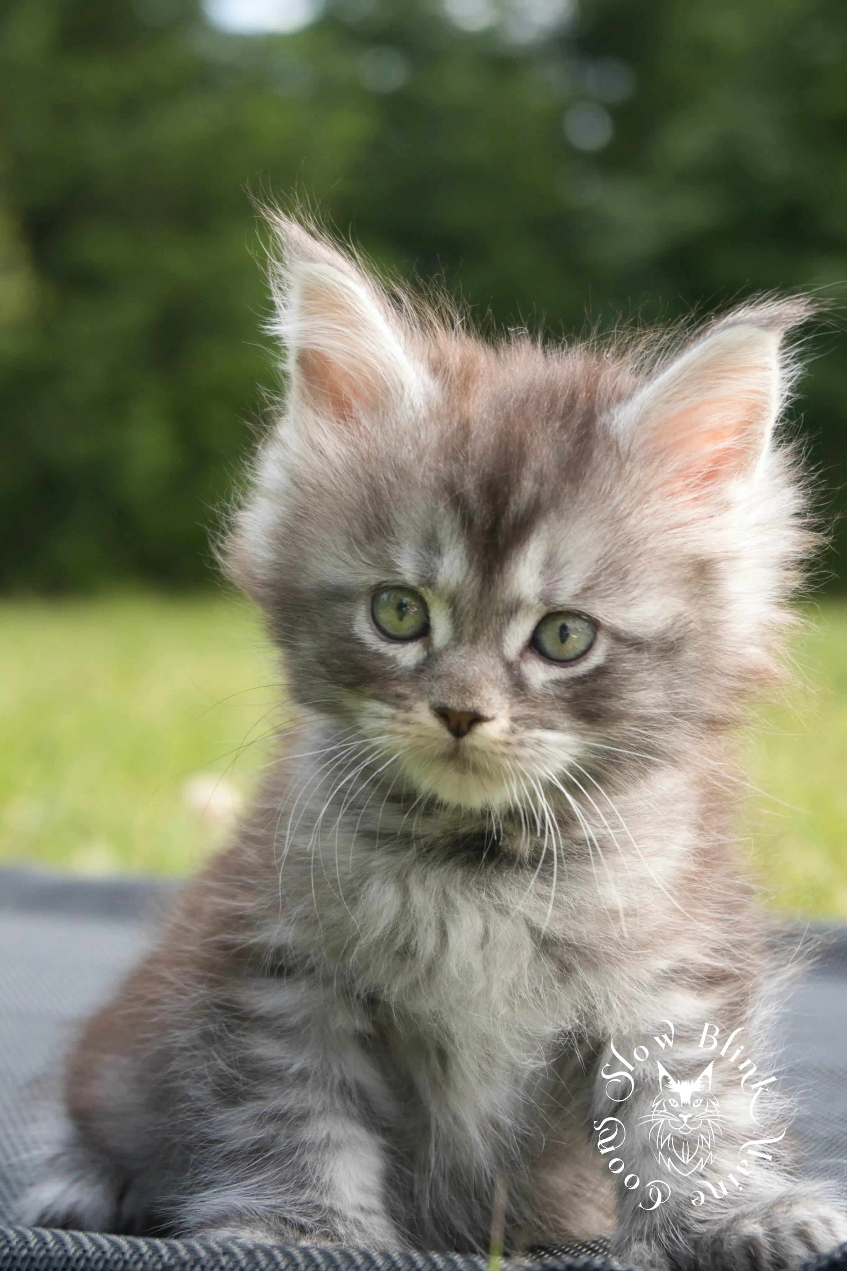 black silver tabby maine coon kitten | female | ems code ns 22 | classic tabby | age 5 weeks | slowblinkmainecoons | taken june 2024 Black Silver Tabby Maine Coon Kittens > black silver tabby maine coon kitten | female | ems code ns 22 | classic tabby | age 5 weeks | slowblinkmainecoons | taken june 2024 | 1770