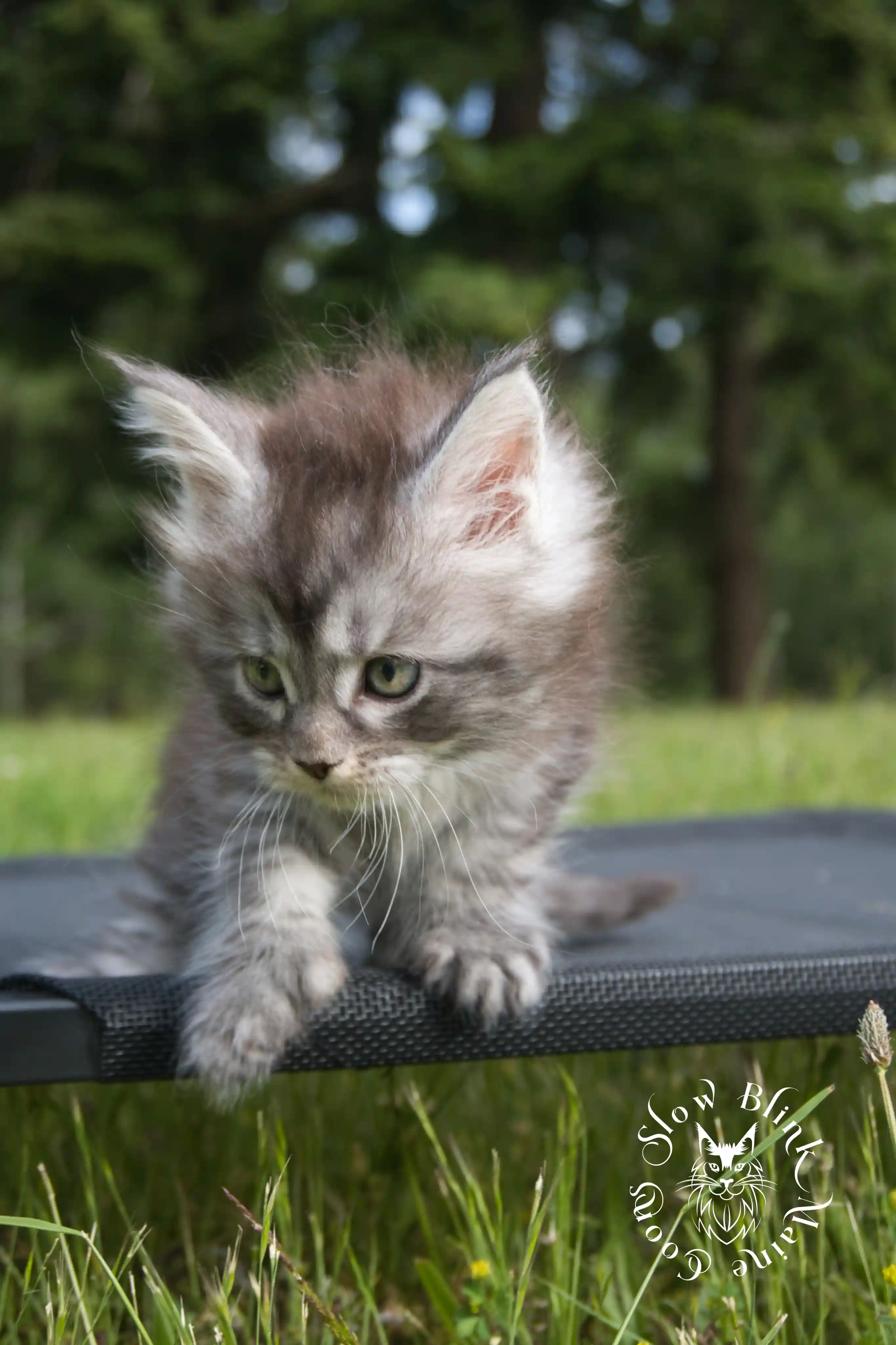 black silver tabby maine coon kitten | female | ems code ns 22 | classic tabby | age 5 weeks | slowblinkmainecoons | taken june 2024 Black Silver Tabby Maine Coon Kittens > black silver tabby maine coon kitten | female | ems code ns 22 | classic tabby | age 5 weeks | slowblinkmainecoons | taken june 2024 | 1771