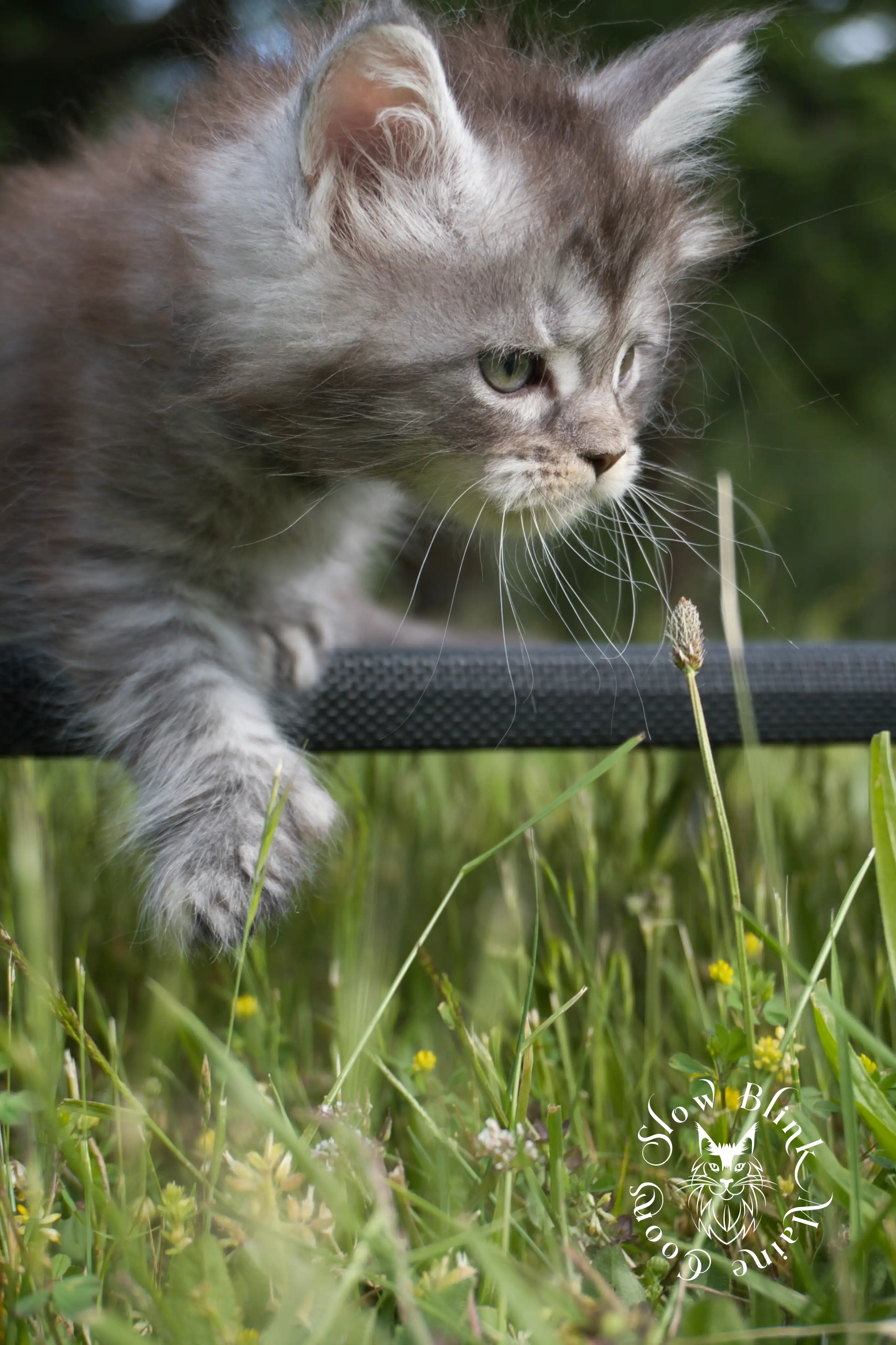 black silver tabby maine coon kitten | female | ems code ns 22 | classic tabby | age 5 weeks | slowblinkmainecoons | taken june 2024 Black Silver Tabby Maine Coon Kittens > black silver tabby maine coon kitten | female | ems code ns 22 | classic tabby | age 5 weeks | slowblinkmainecoons | taken june 2024 | 1772