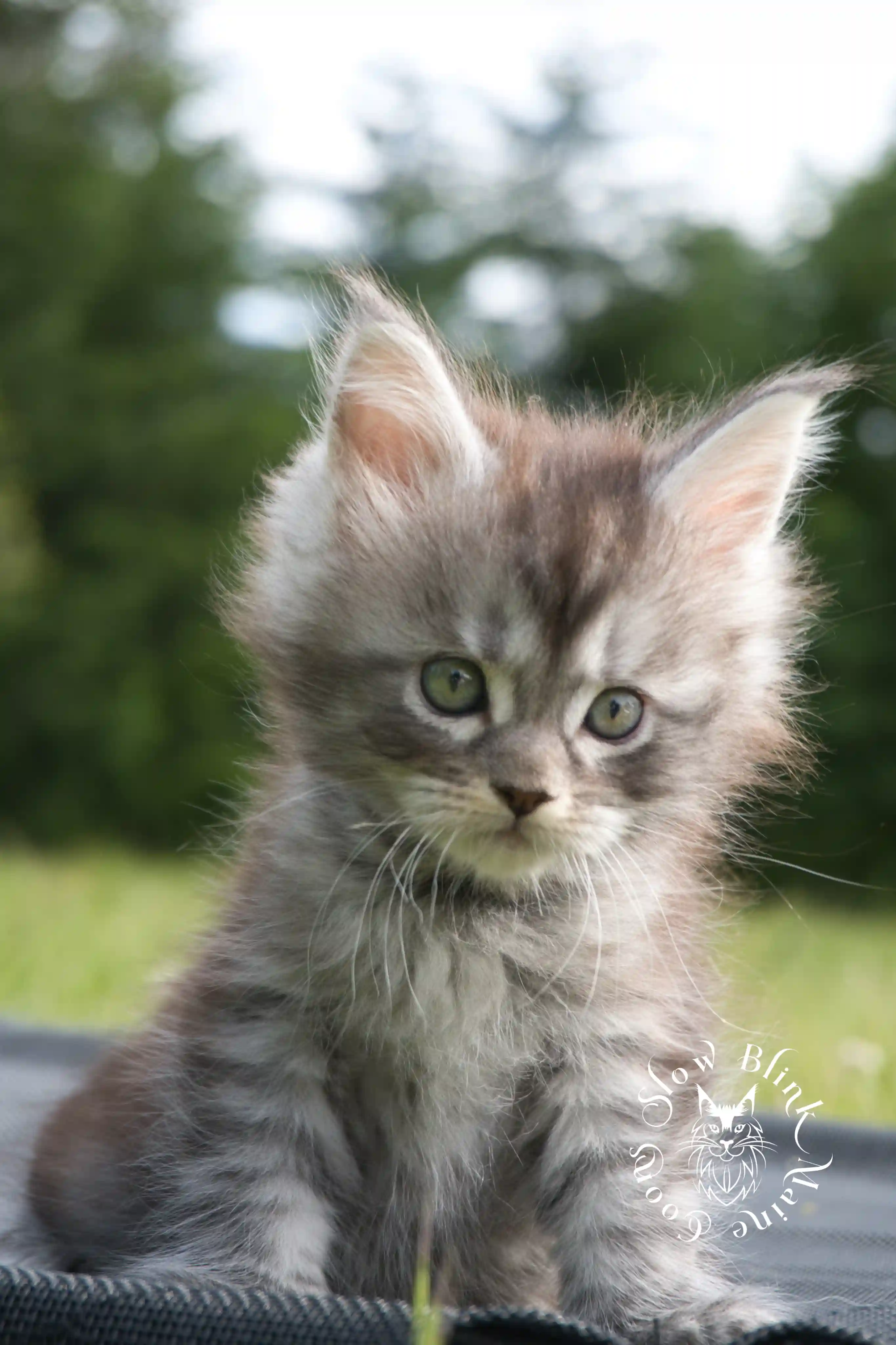 black silver tabby maine coon kitten | female | ems code ns 22 | classic tabby | age 5 weeks | slowblinkmainecoons | taken june 2024 Black Silver Tabby Maine Coon Kittens > black silver tabby maine coon kitten | female | ems code ns 22 | classic tabby | age 5 weeks | slowblinkmainecoons | taken june 2024 | 1774
