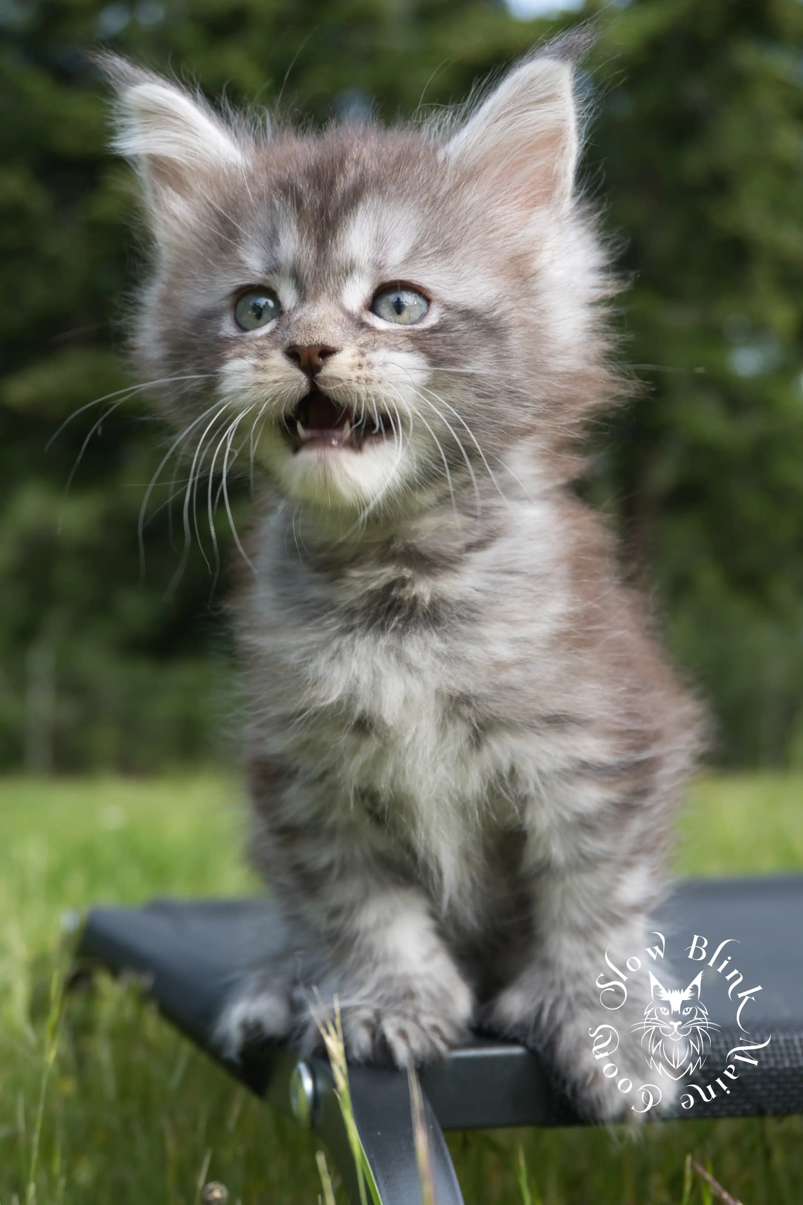 black silver tabby maine coon kitten | female | ems code ns 22 | classic tabby | age 5 weeks | slowblinkmainecoons | taken june 2024 Black Silver Tabby Maine Coon Kittens > black silver tabby maine coon kitten | female | ems code ns 22 | classic tabby | age 5 weeks | slowblinkmainecoons | taken june 2024 | 1775